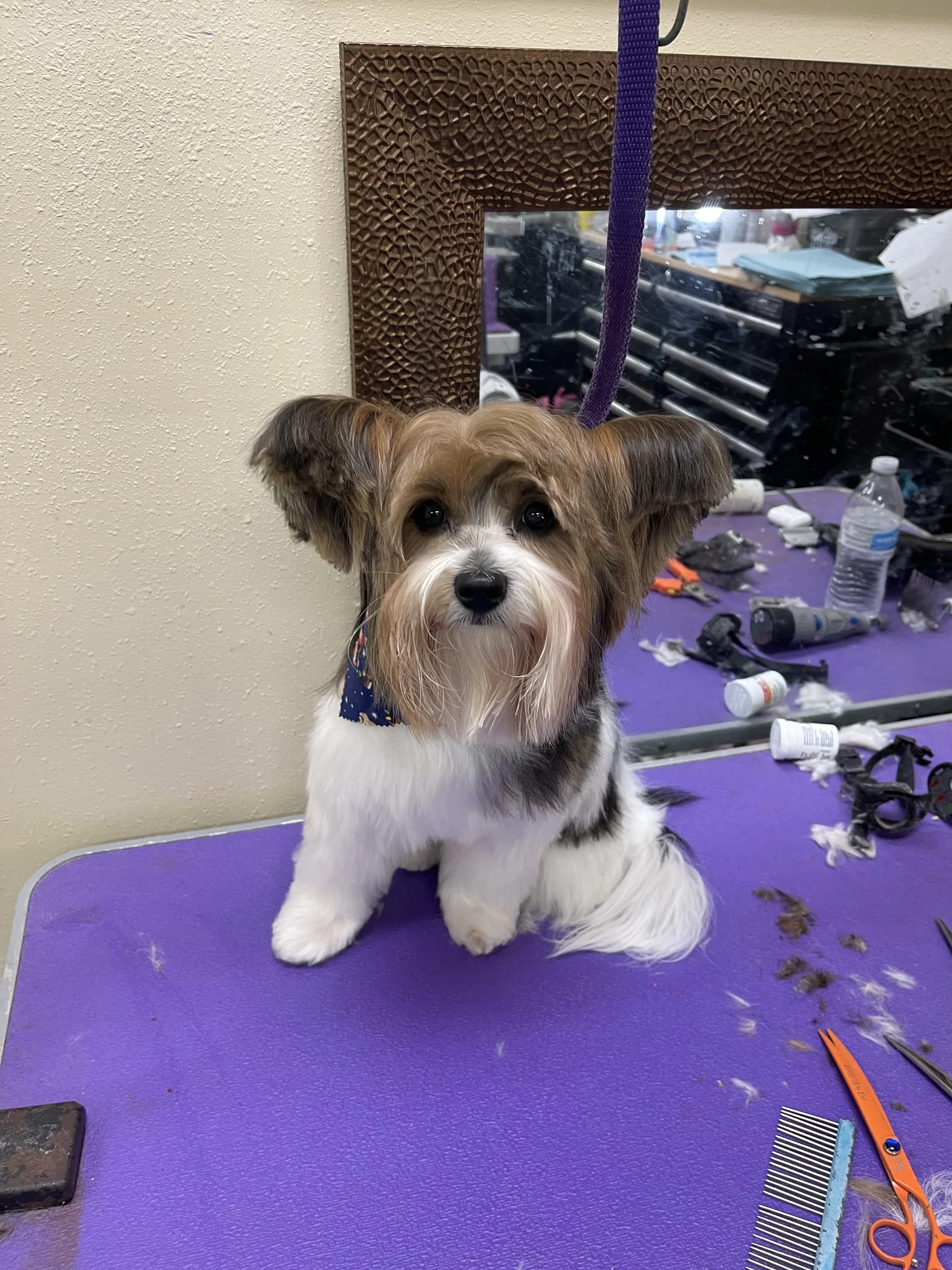 Cute freshly groomed tricolor dog wearing a blue bandana