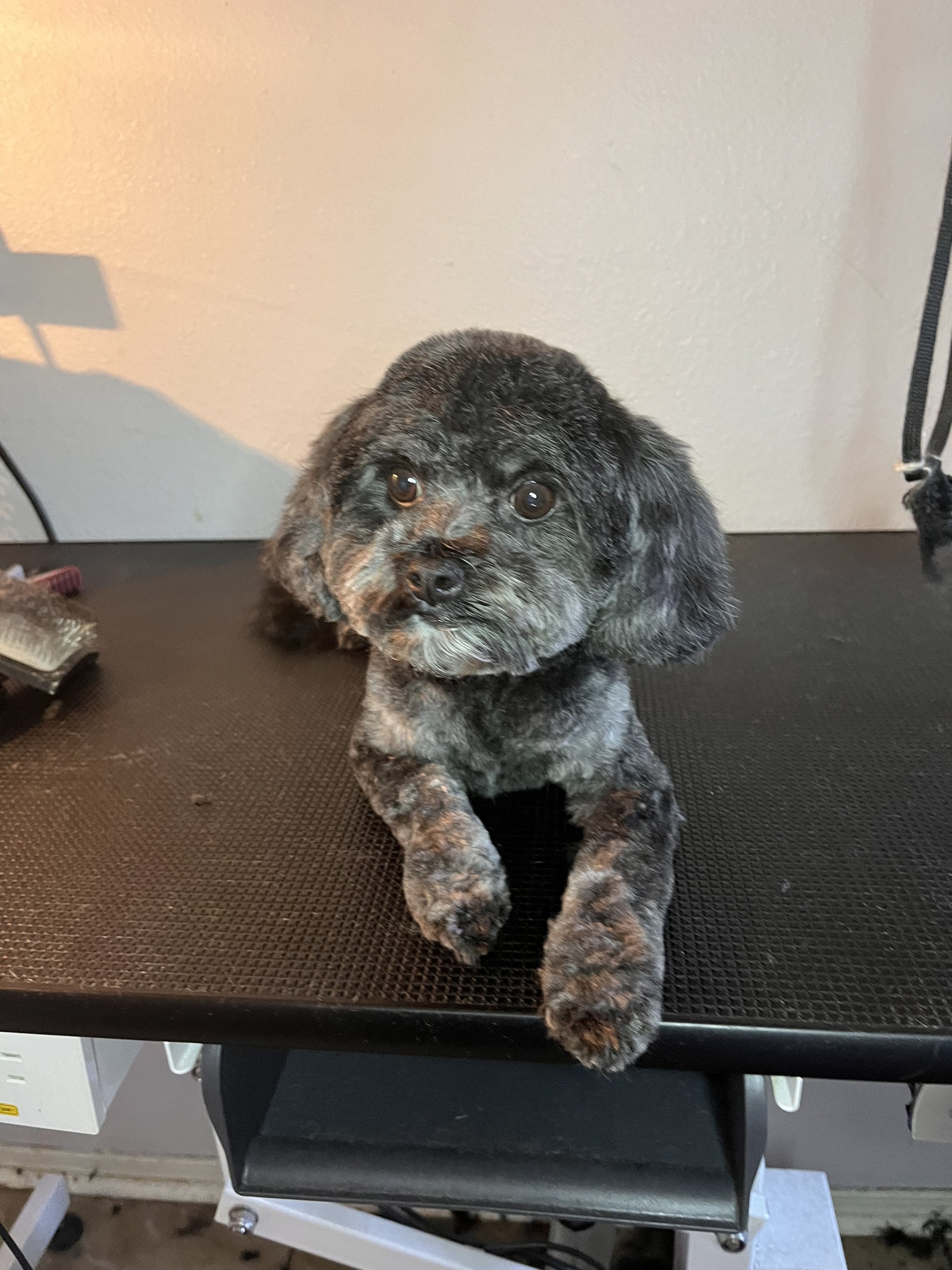 Small dog with black and gray fur lying on a grooming table.