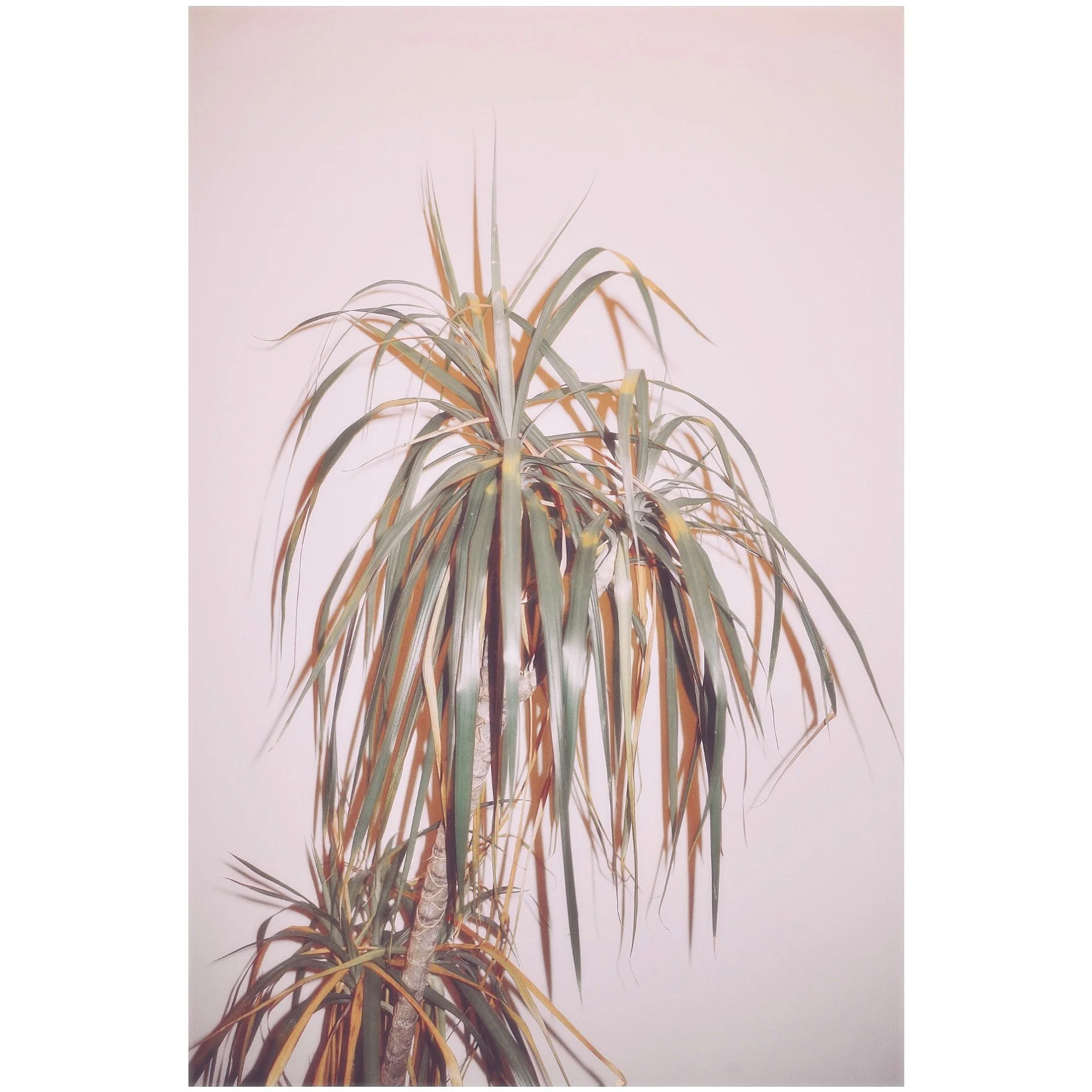 type. 
photographic image.