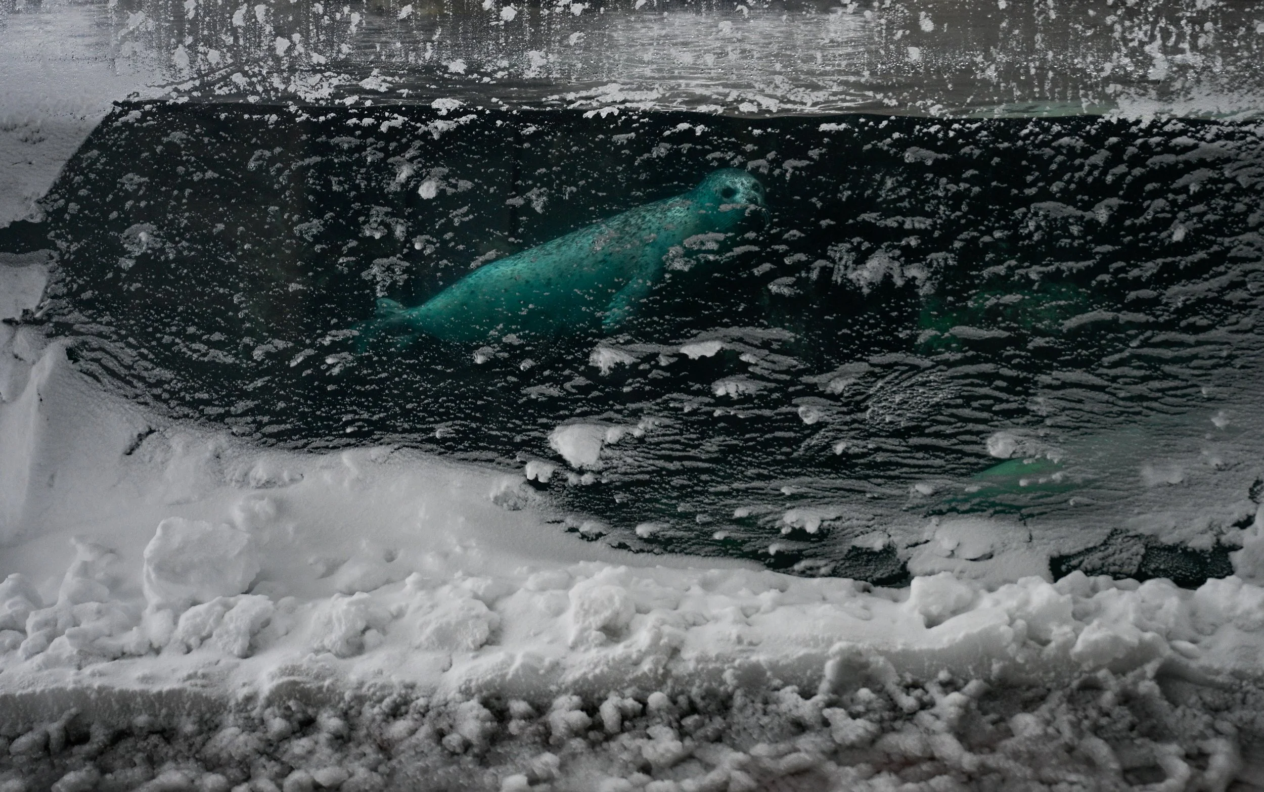 Snow sticks to an exterior window at the New England Aquarium in Boston as an Atlantic harbor seal swims inside its enclosure during a nor’easter winter storm on Monday, Feb. 23, 2026. Boston received over 17 inches of snowfall from the blizzard and 