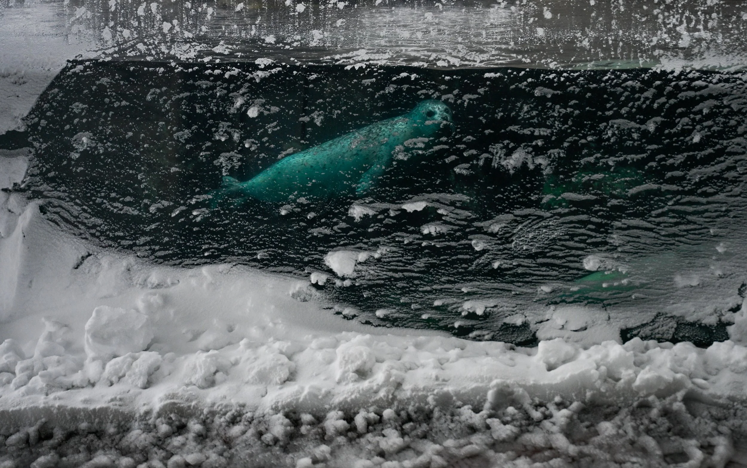 Snow sticks to an exterior window at the New England Aquarium in Boston as an Atlantic harbor seal swims inside its enclosure during a nor’easter winter storm on Monday, Feb. 23, 2026. Boston received over 17 inches of snowfall from the blizzard and 