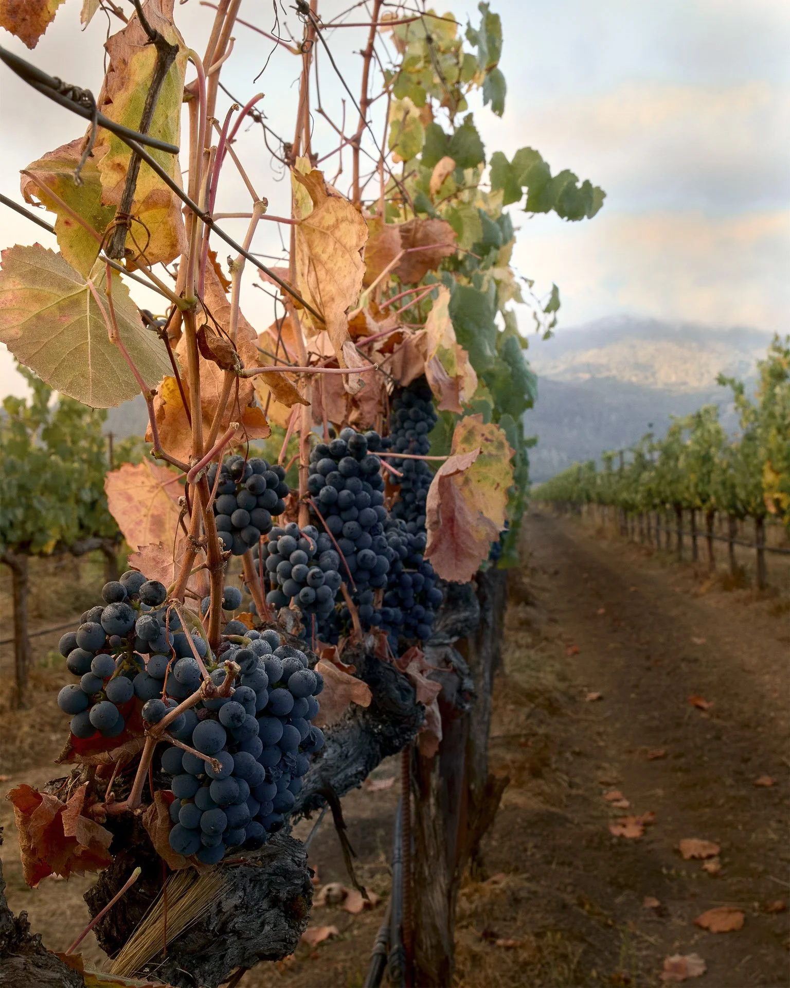 Grapes in Vineyard at St. Supery.jpg