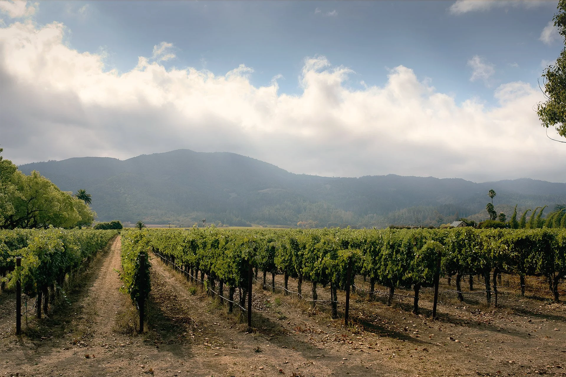 St. Supery Vineyard Winery_LoRes.jpg