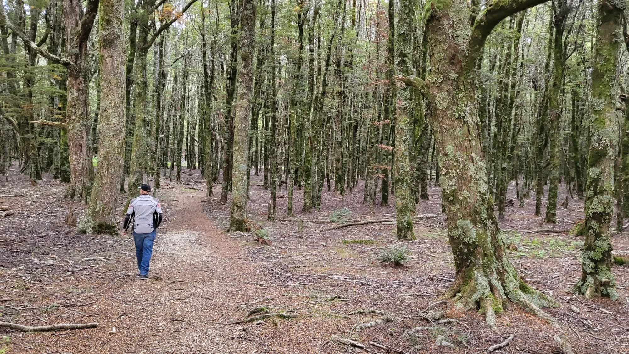 A person walking along a dirt trail in a dense forest with tall, moss-covered trees and sparse ground vegetation.