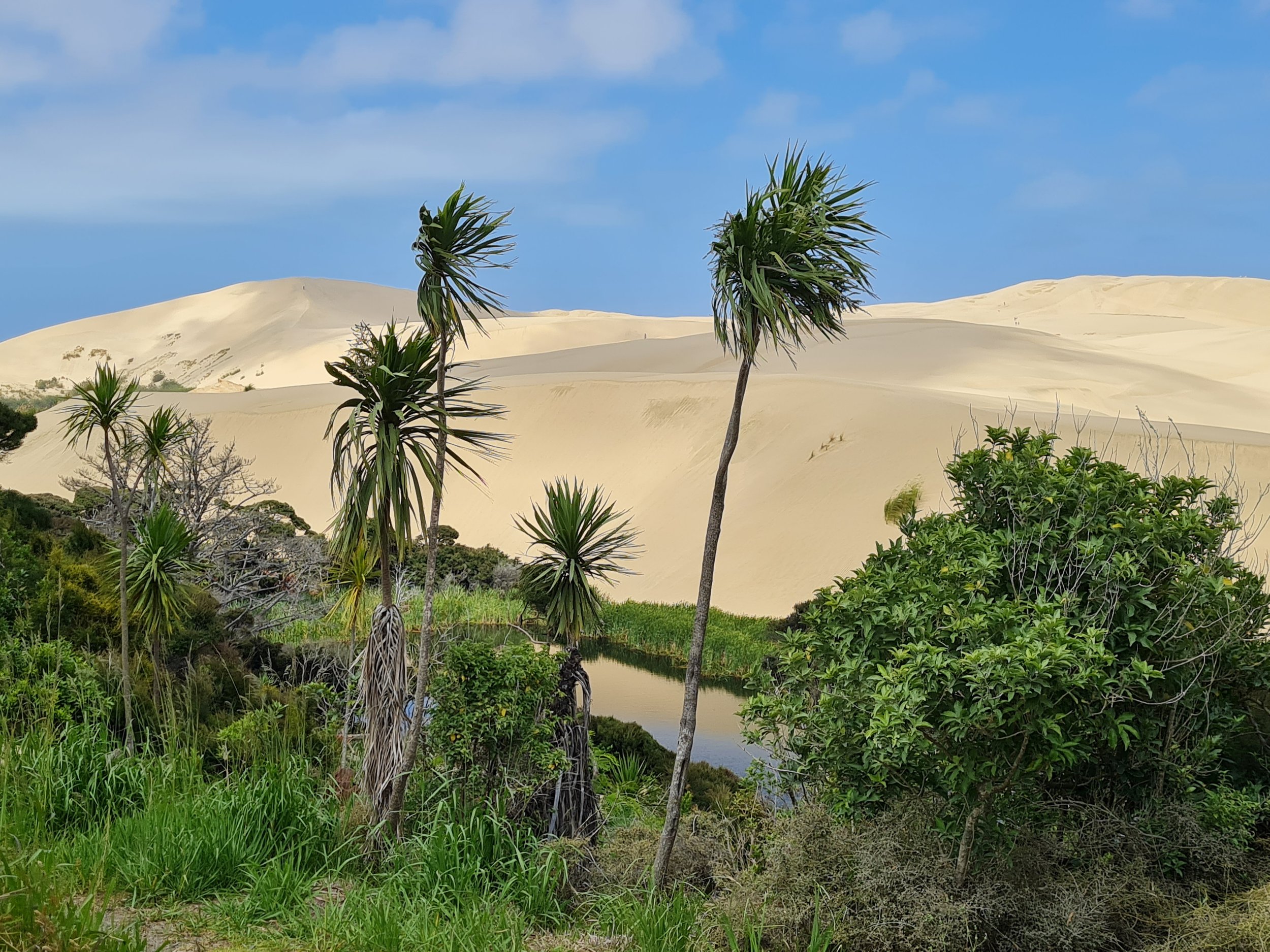 A landscape with green vegetation and palm-like trees in the foreground, a body of water, and large sand dunes in the background under a blue sky.