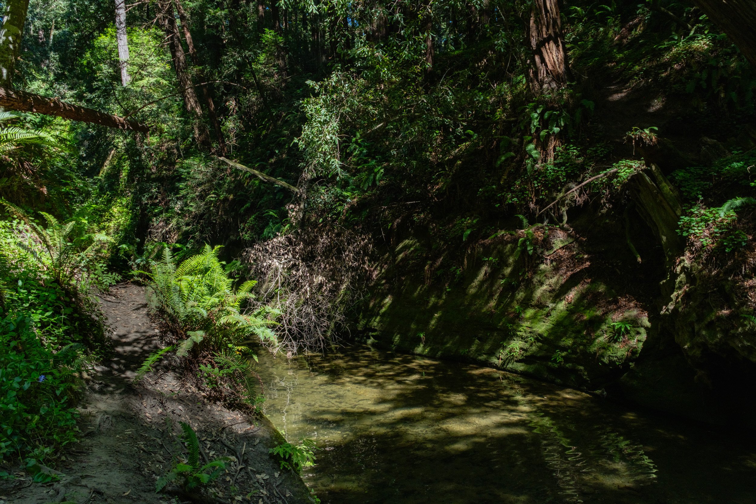 A lush green forest with tall trees, shrubs, and ferns surrounding a small, shaded creek at the bottom of a bank.