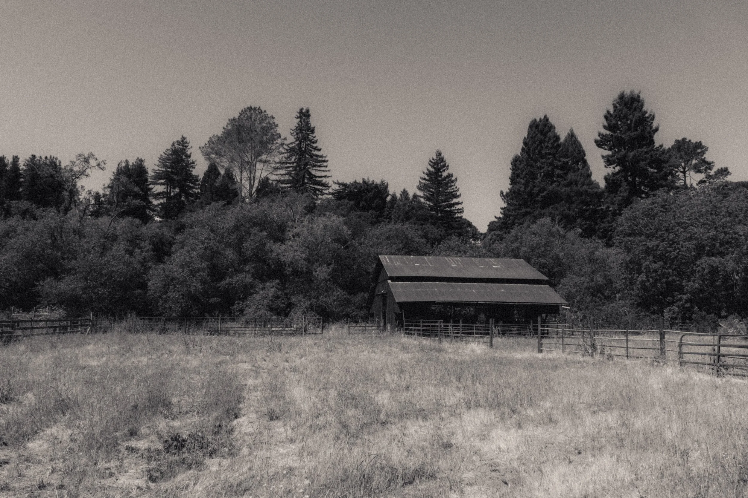 Black and white photo of an old barn surrounded by a grassy field, with trees and a fence in the background.