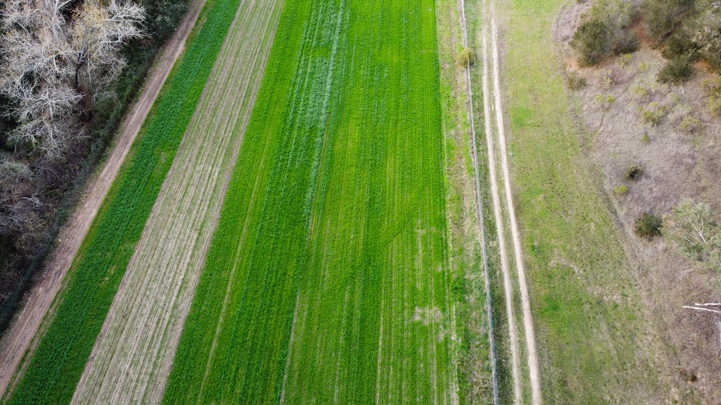 Aerial view of a farm with green fields on the left and a dirt path on the right, bordered by trees and shrubbery.
