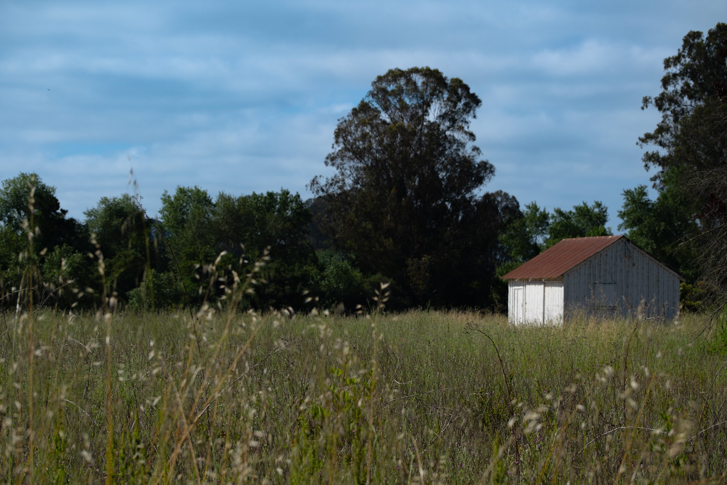 A rural landscape with a small, white shed with a rust-colored roof, surrounded by tall grass and trees. The sky is partly cloudy.