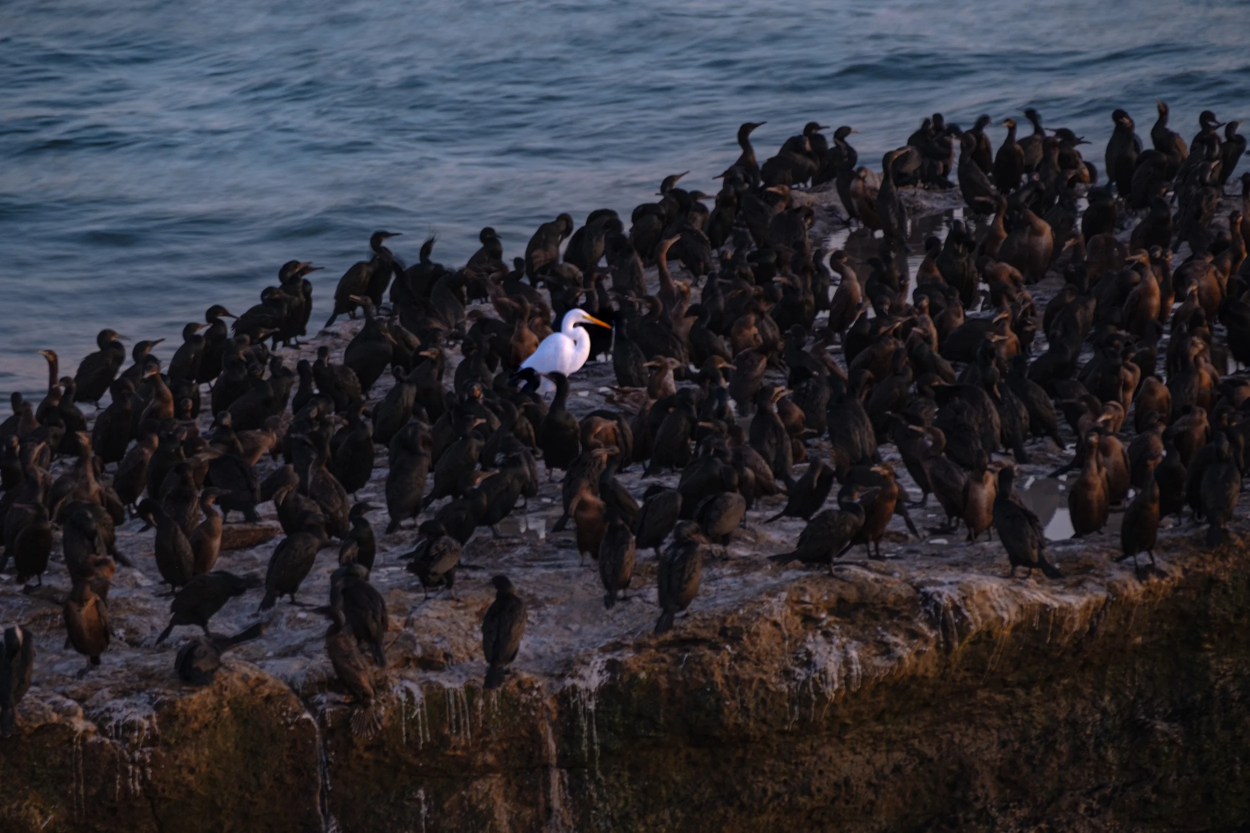 A large group of cormorants and a single white egret perched on a rocky shoreline by the ocean.
