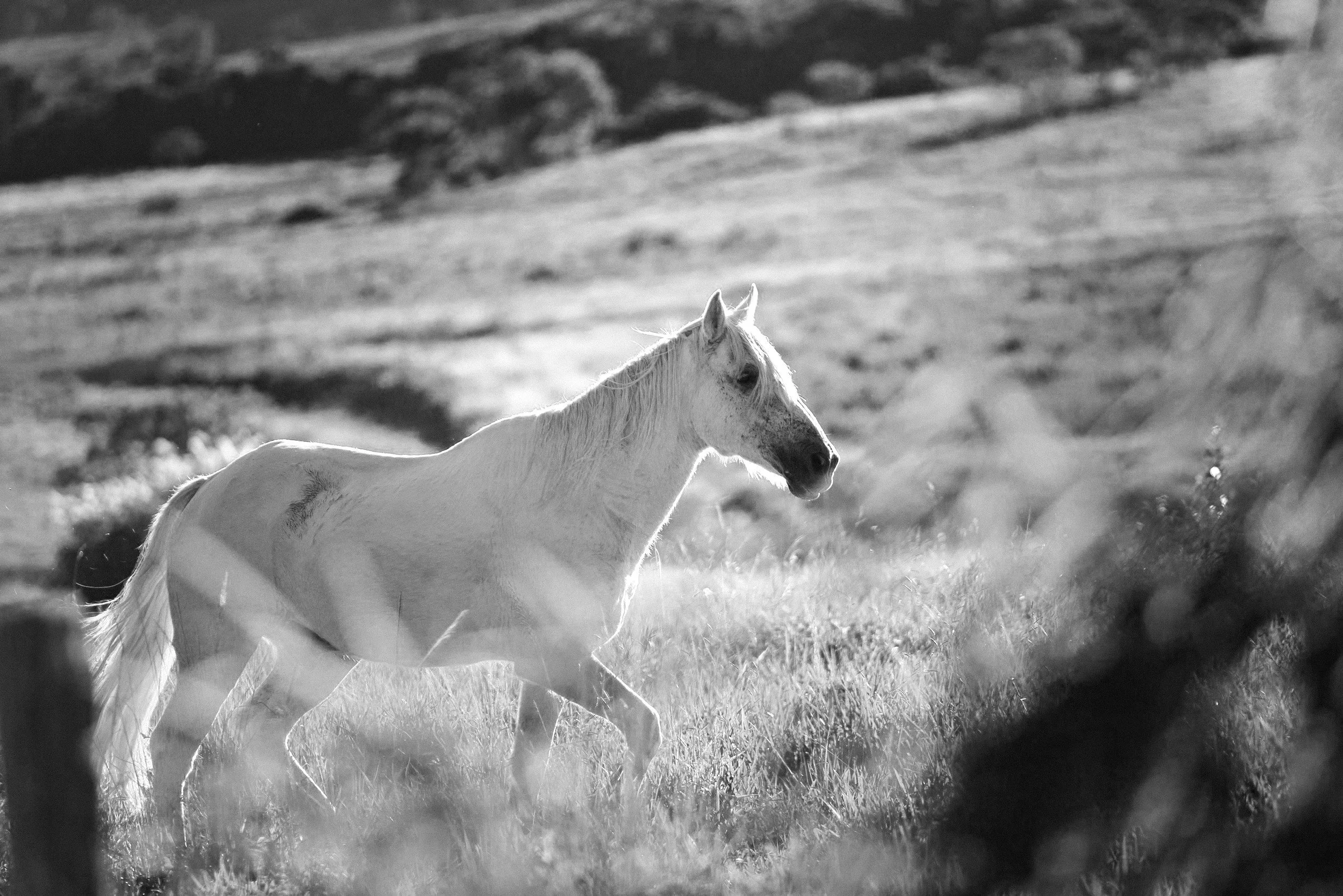 Ein weißes Pferd läuft auf einer Wiese in einem offenen Landschaftsgebiet, aufgenommen in Schwarz-Weiß.