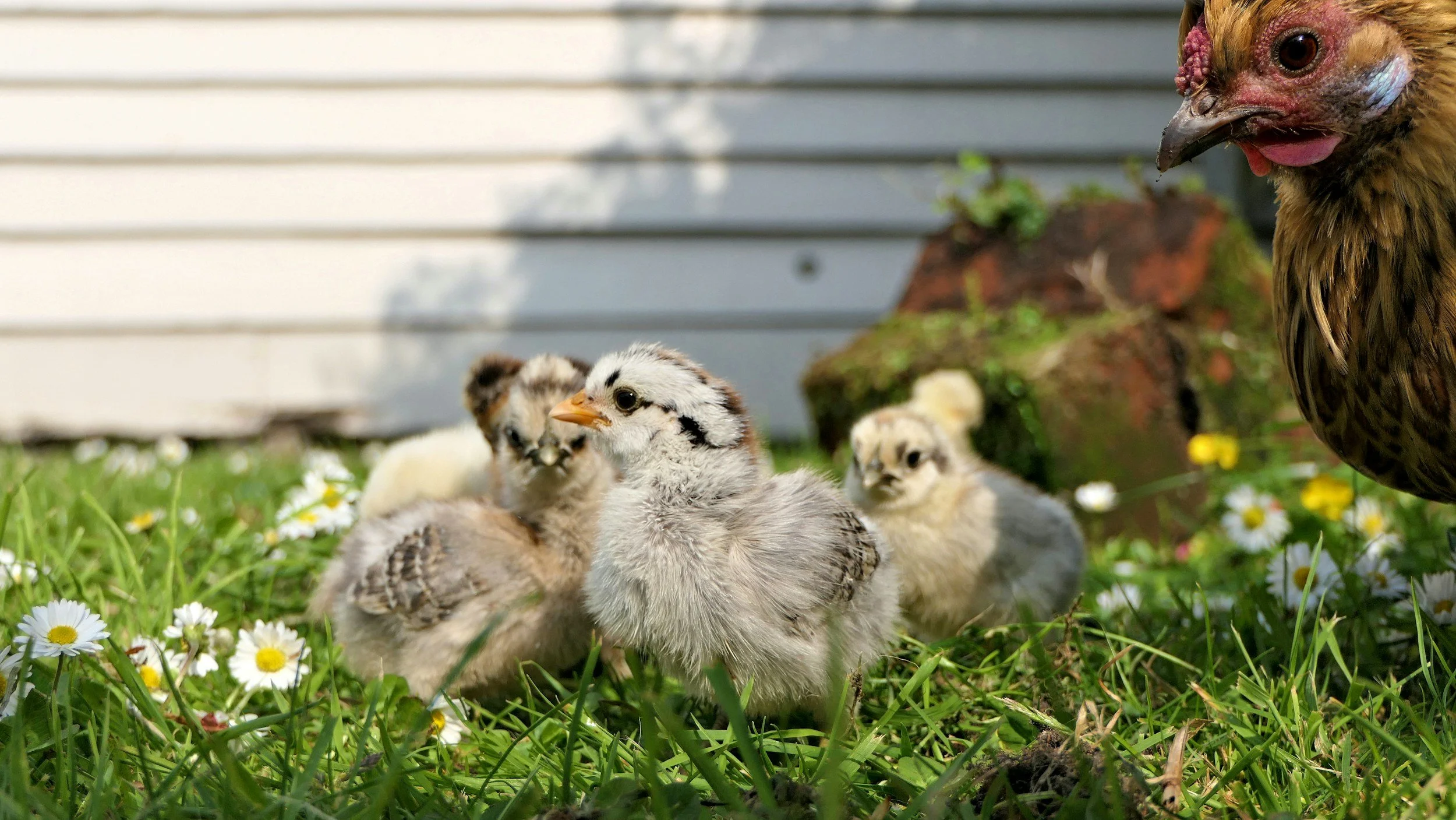 A group of baby chicks and a chicken on green grass with white daisies and a gray house wall in the background.