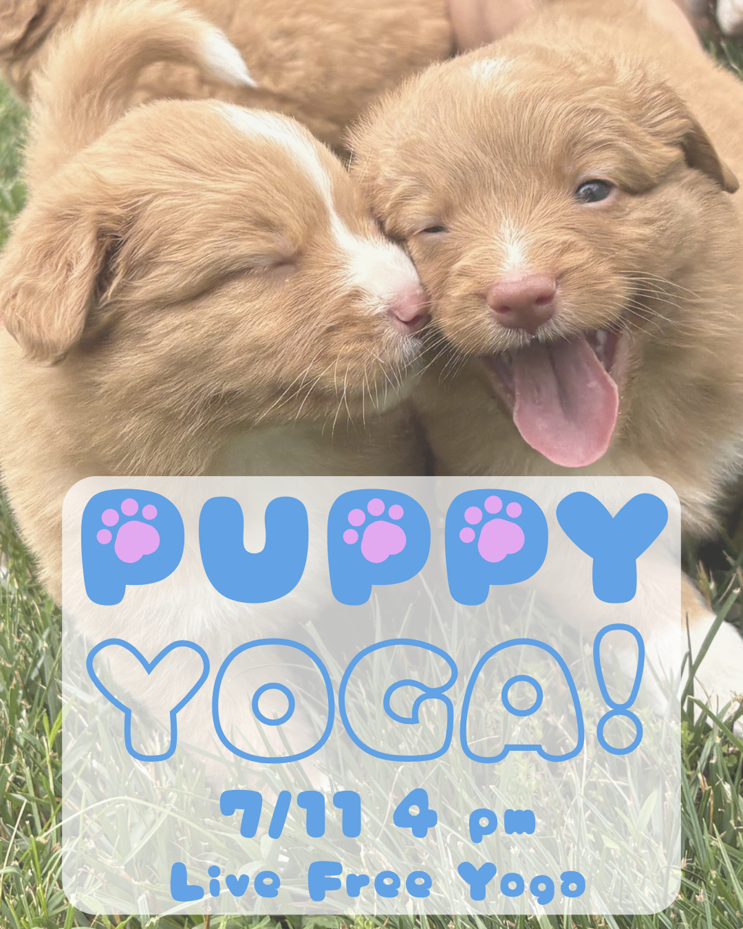 Puppy Yoga!