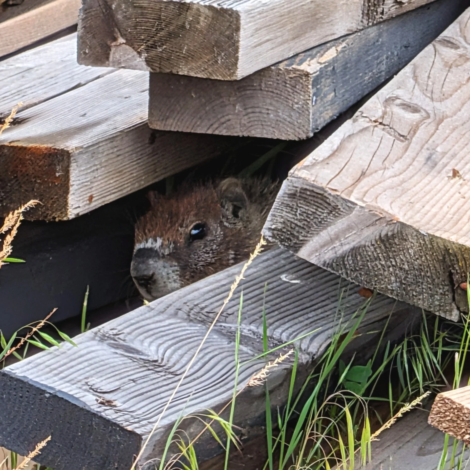Spokane Mascot Approved. ...Unless you try to tidy his wood pile. 