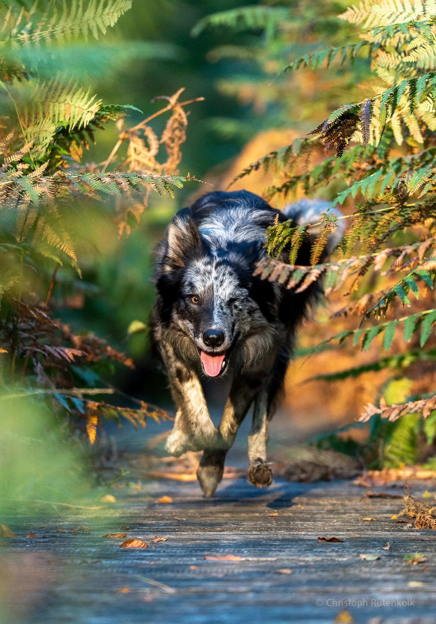 Thumbnail sprinting through the brushes snorre.jpg