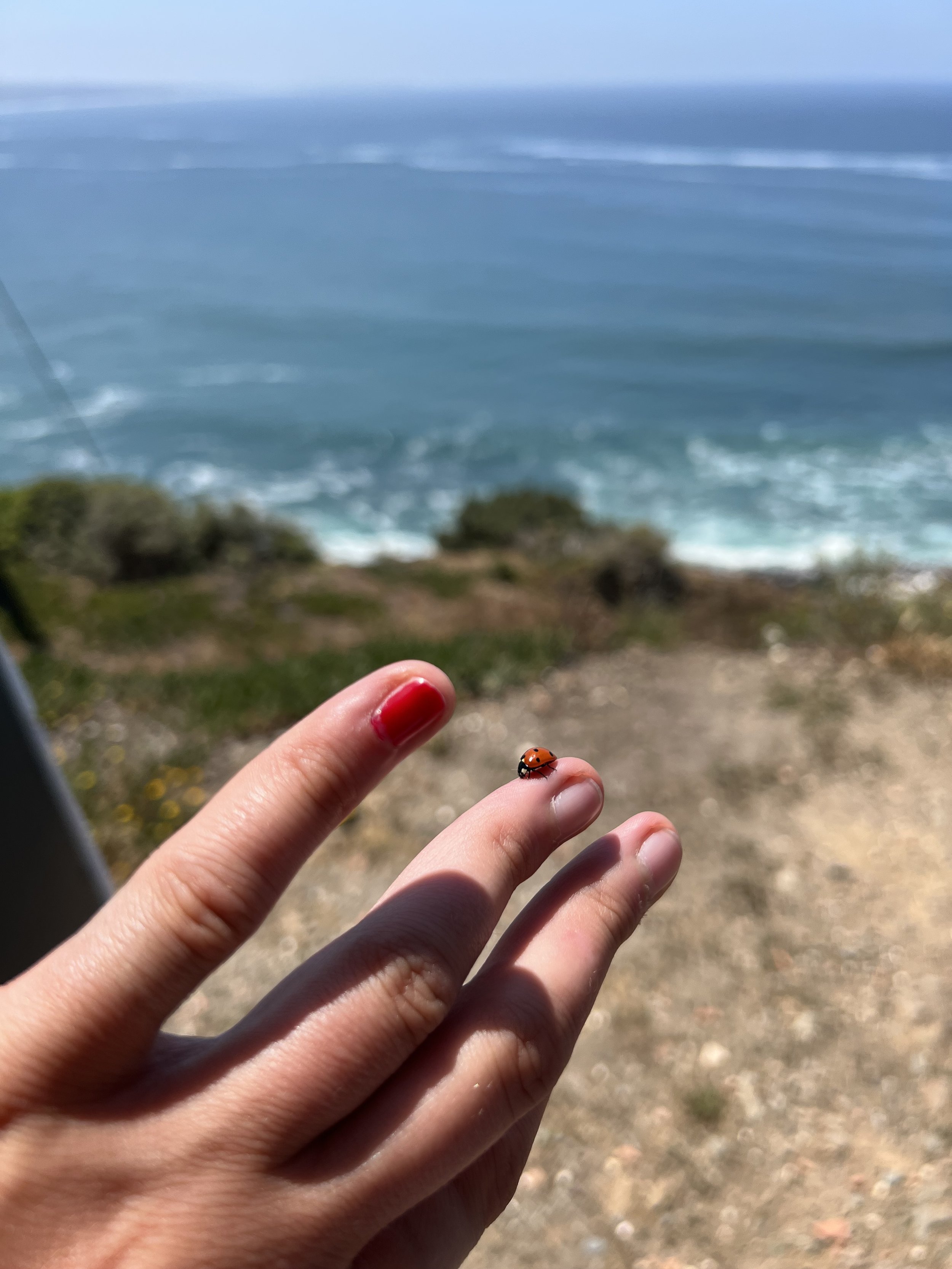 Ladybug in the desert