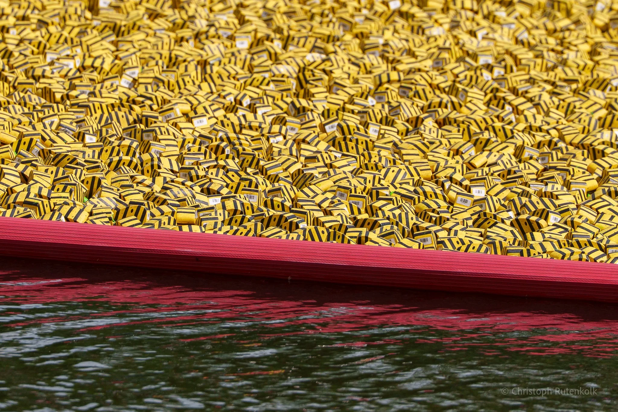 Tiger duck race