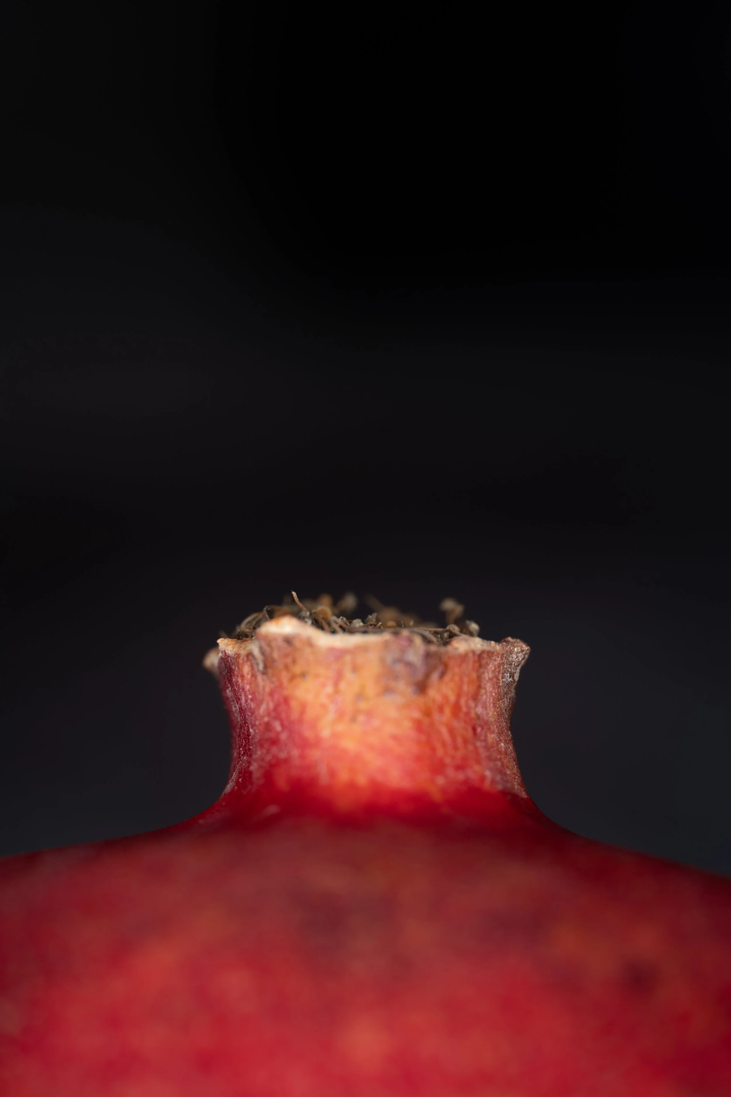 Close-up of a pomegranate's crown with a dark background. Copyright Photography - Christoph Rutenkolk