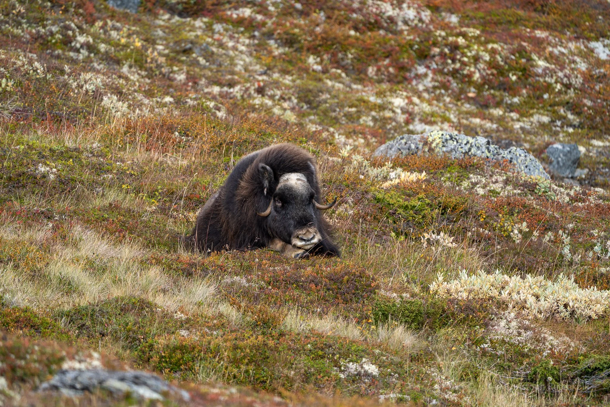 Thumbnail  selections Dovrefjell national park-15.jpg