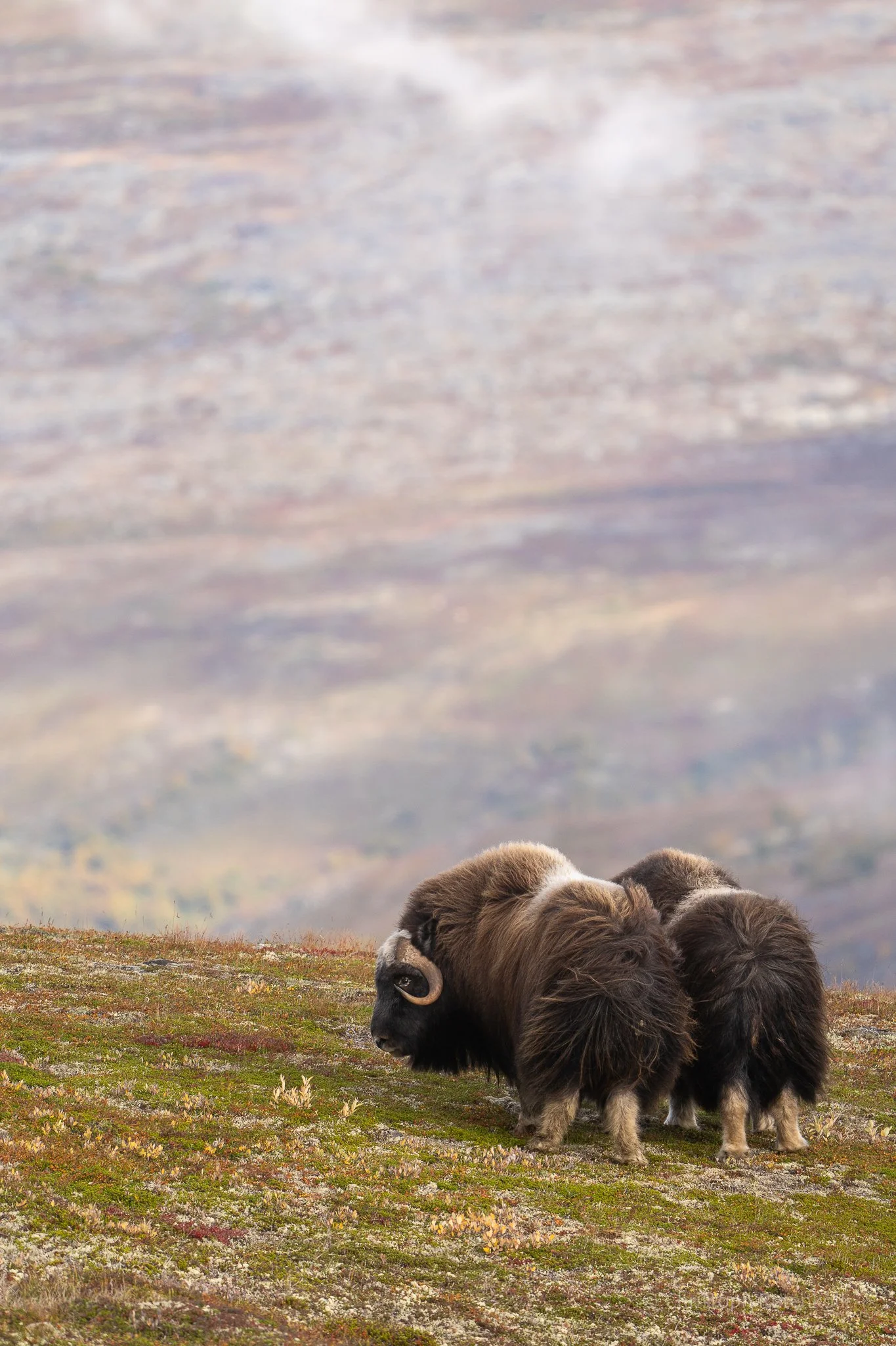 Thumbnail  selections Dovrefjell national park-11.jpg