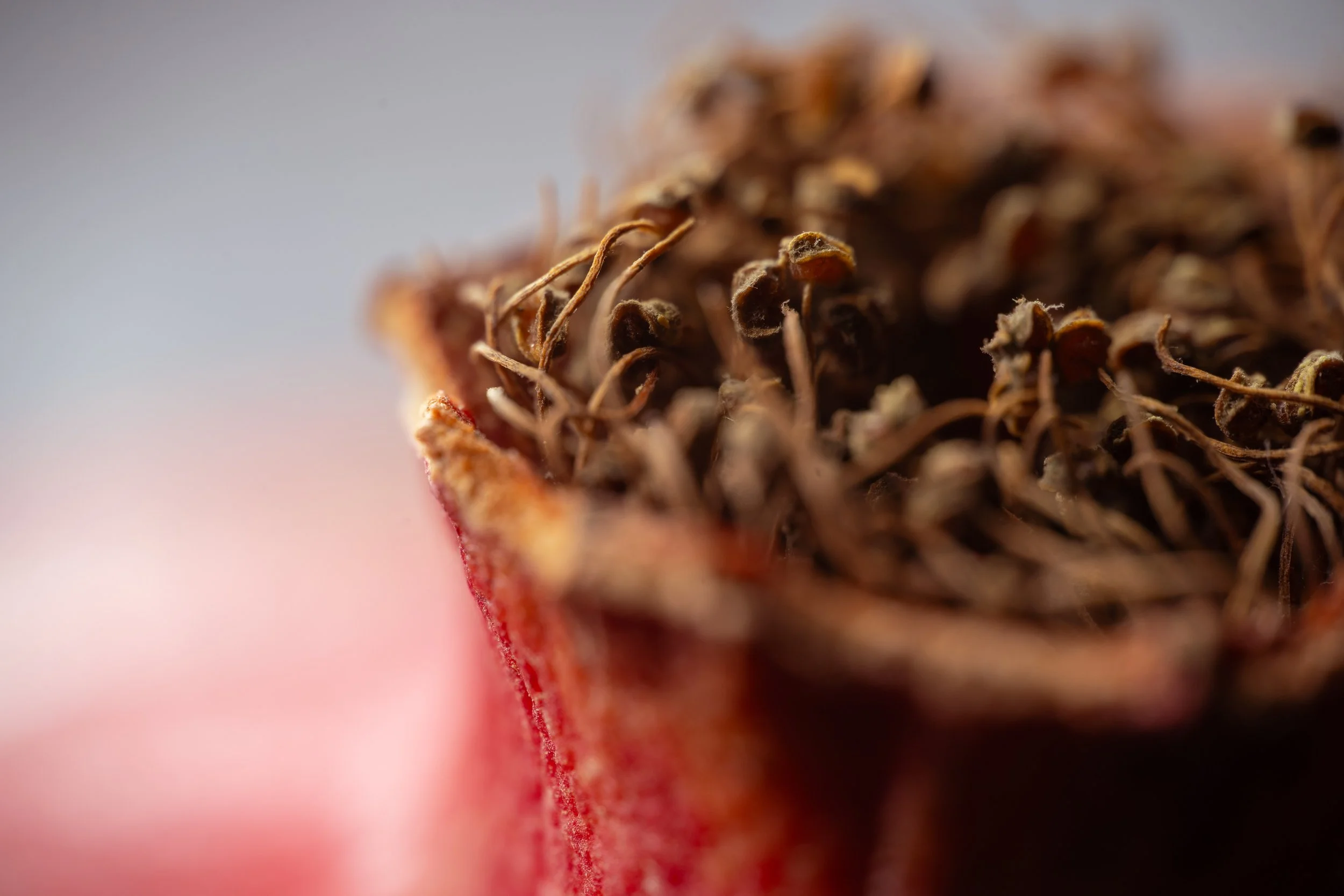 Close-up of a pomegranate top. Copyright Photography - Christoph Rutenkolk