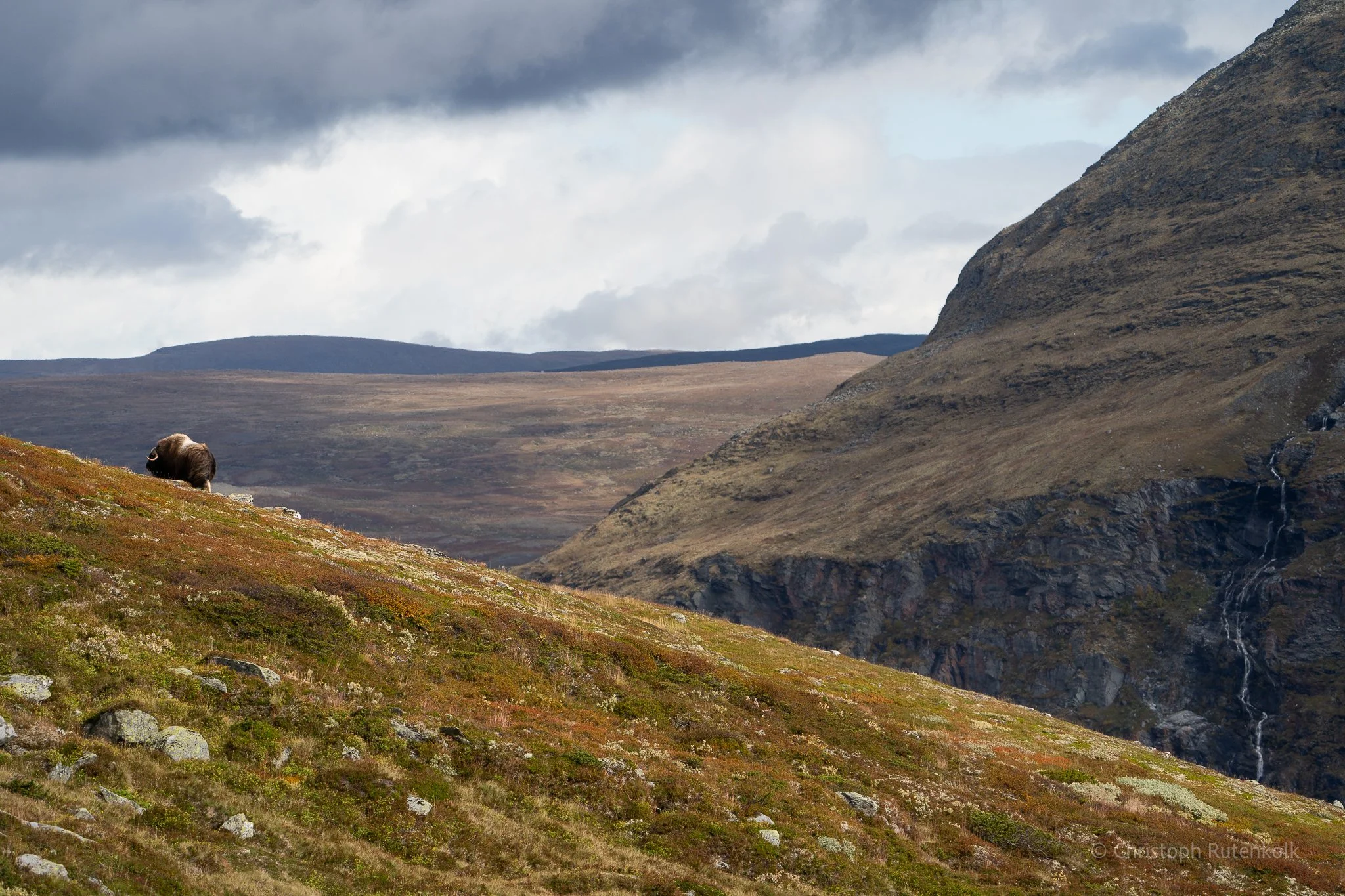 Thumbnail Musk ox up the hill Norway Dovrefjell.jpg