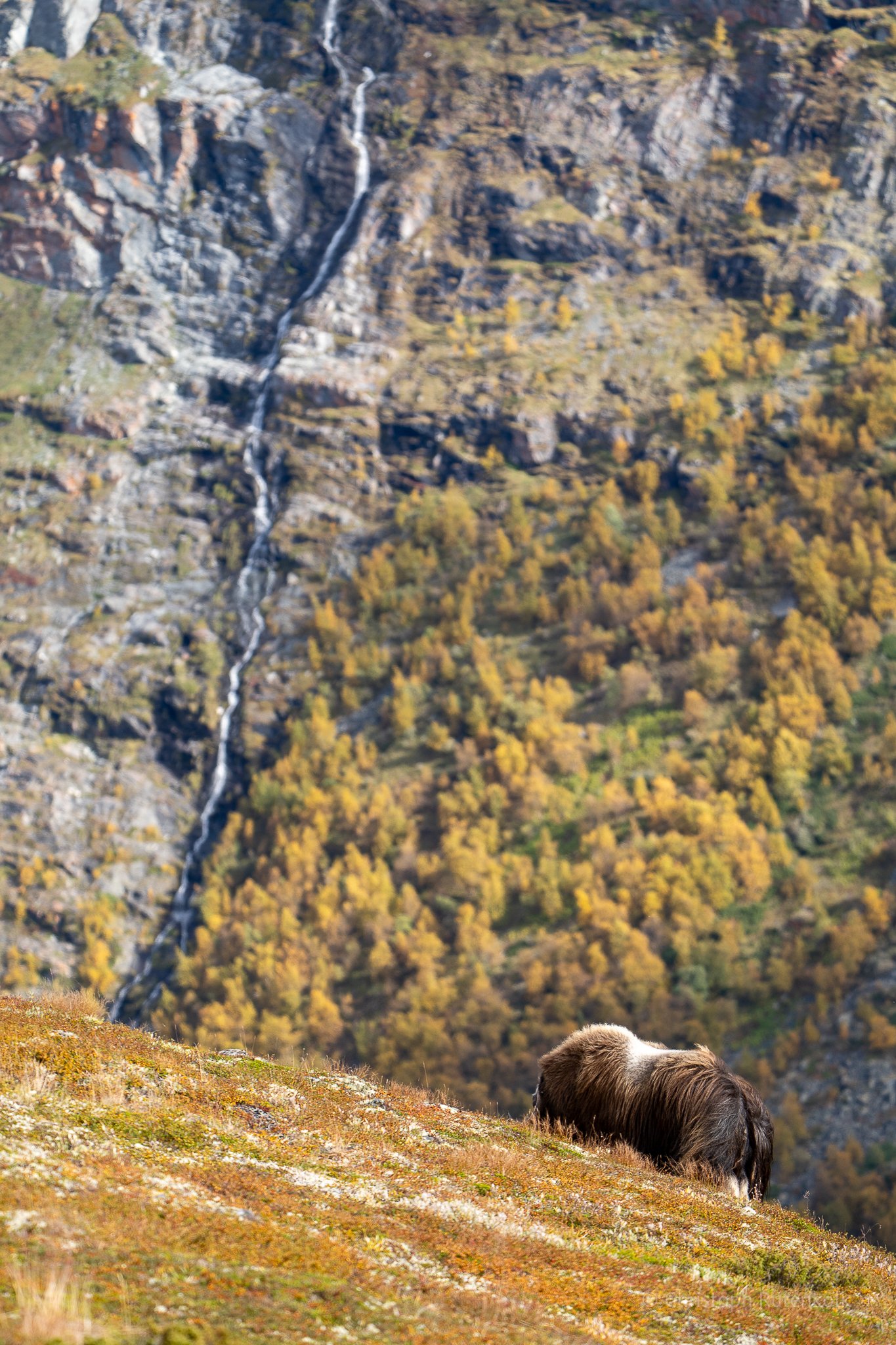 Thumbnail  selections Dovrefjell national park-10.jpg