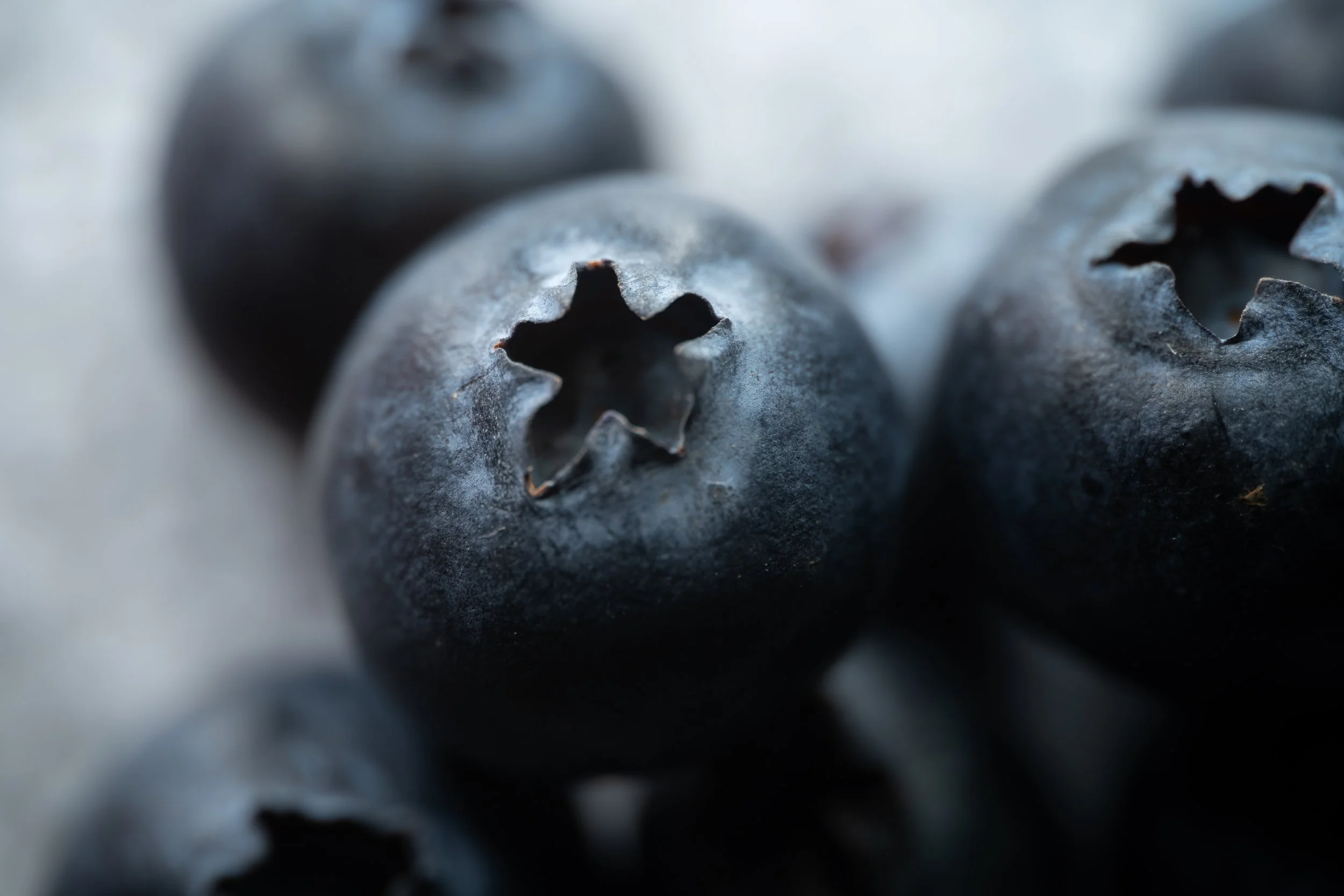Close-up of fresh blueberries with a dusty surface. Copyright Photography - Christoph Rutenkolk