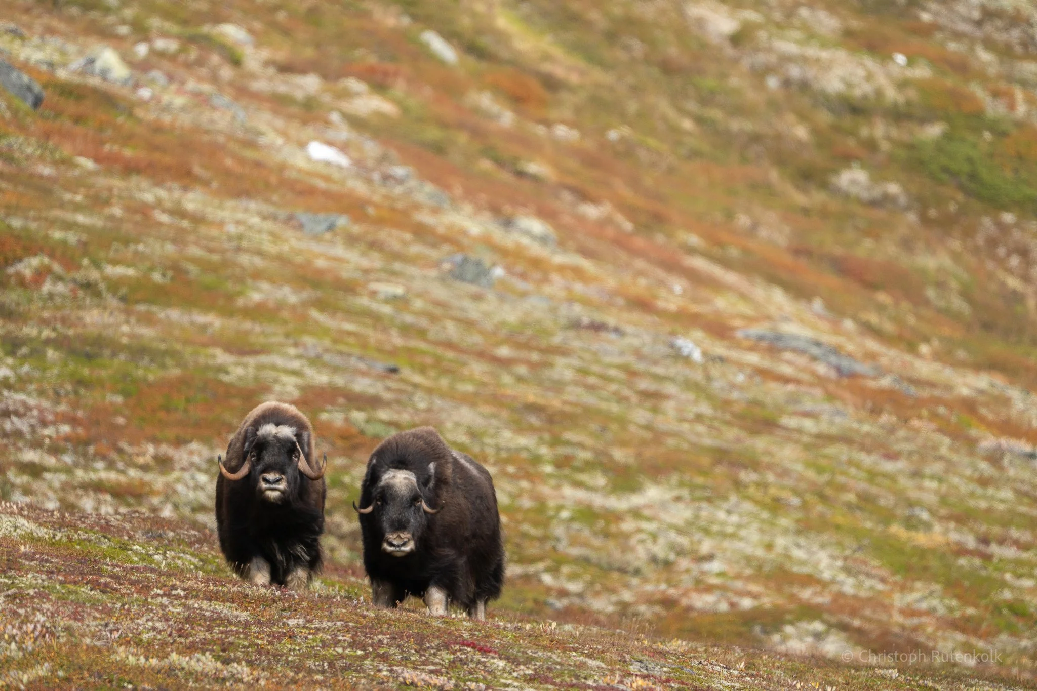 Thumbnail  selections Dovrefjell national park-12.jpg