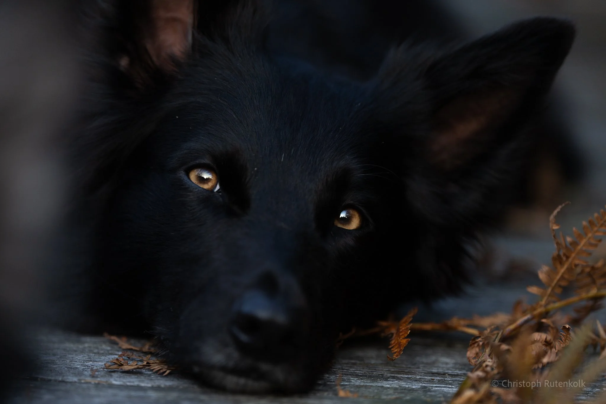 Thumbnail black beauty niffler.jpg