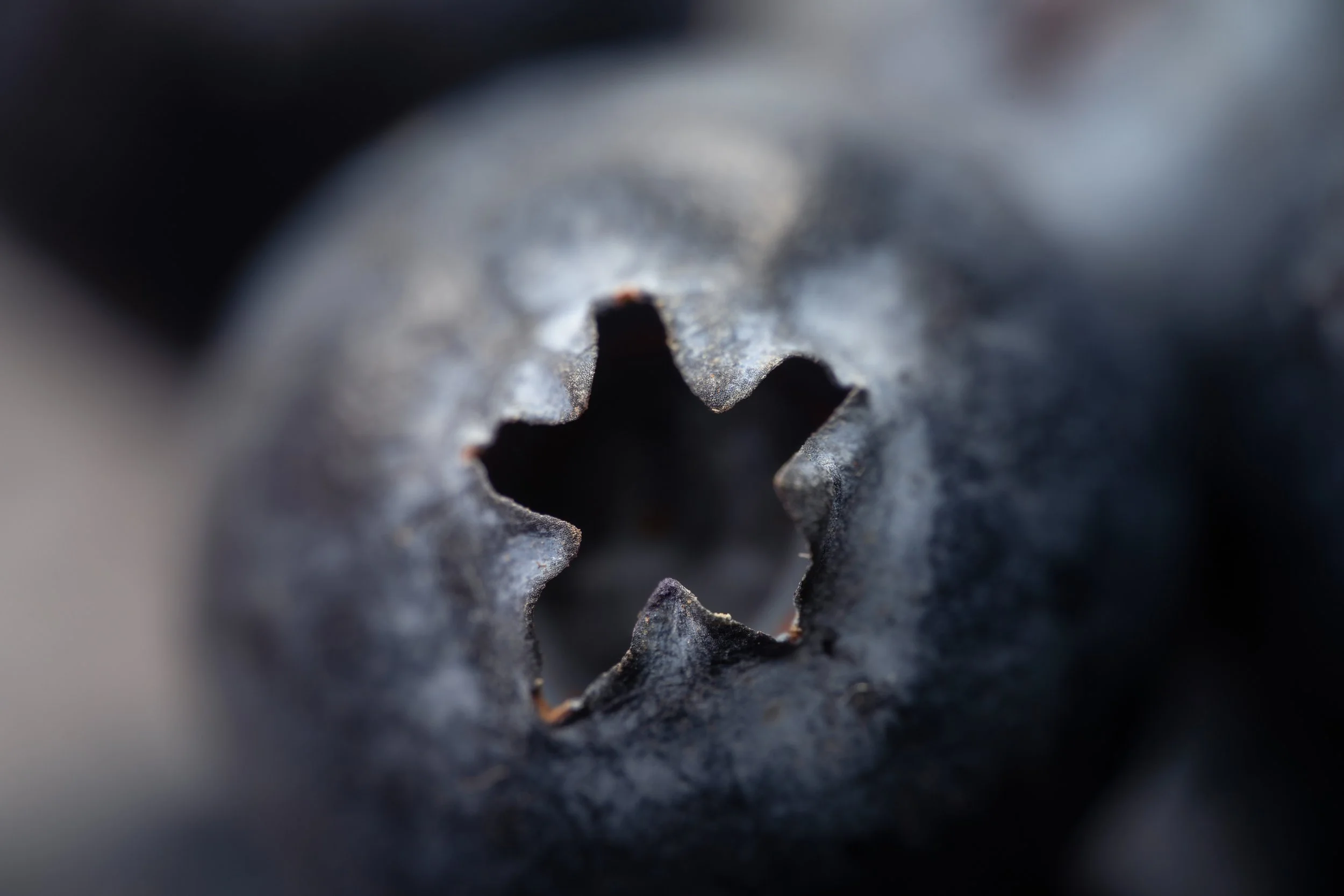 Close-up of the top of a blueberry showing its calyx. Copyright Photography - Christoph Rutenkolk