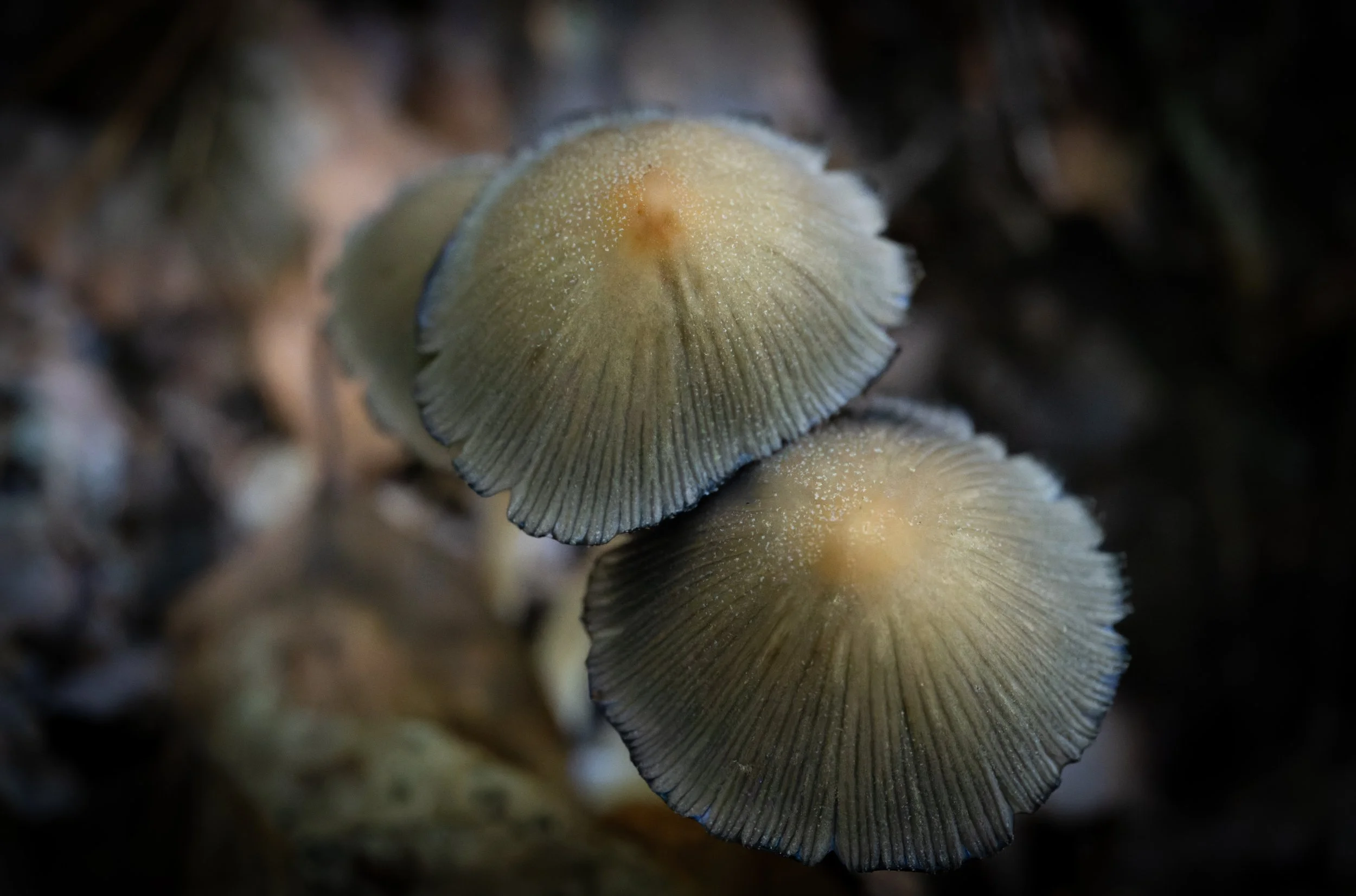 Close-up of two mushrooms with textured, beige caps and dark edges, set against a blurred natural background. Copyright Photography - Christoph Rutenkolk
