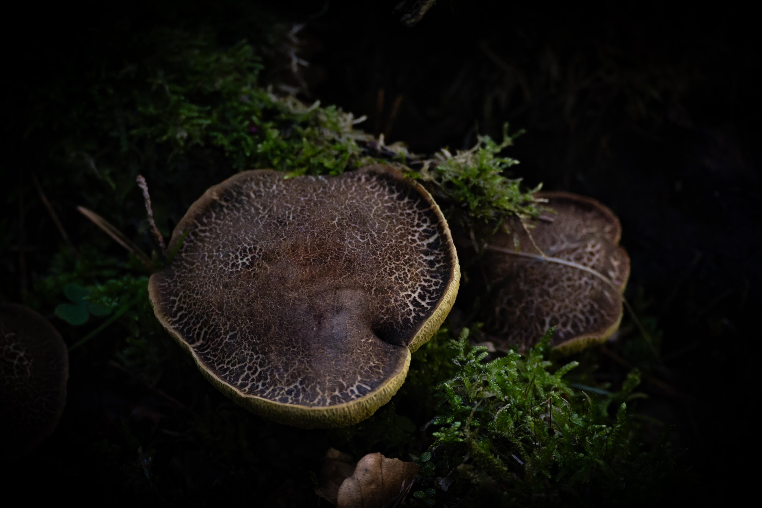 Close-up of brown mushrooms with cracked texture surrounded by green moss on the forest floor. Copyright Photography - Christoph Rutenkolk