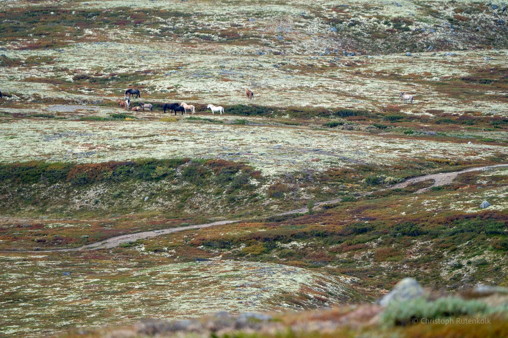 Thumbnail  selections Dovrefjell national park-03.jpg