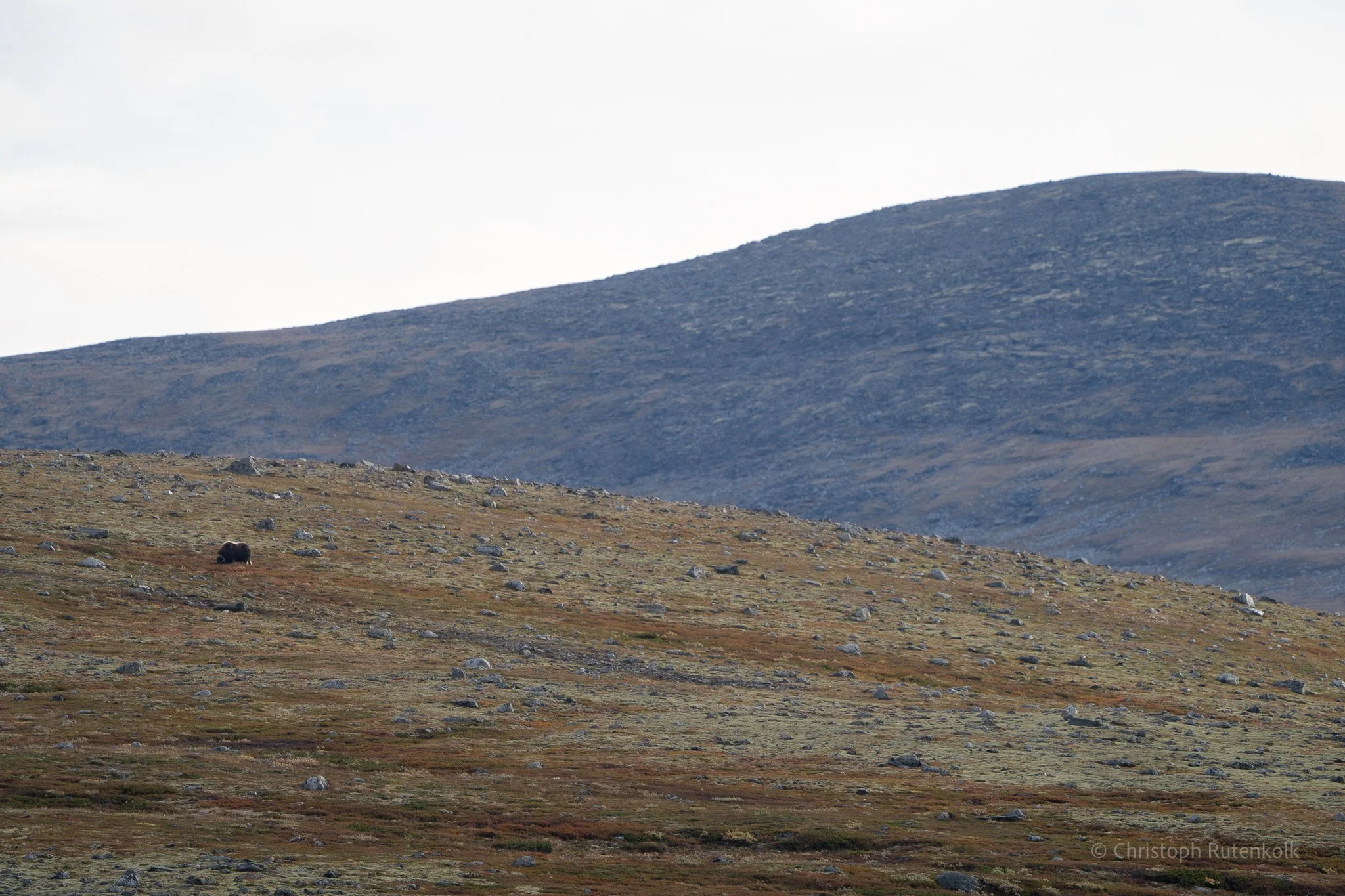 Thumbnail  selections Dovrefjell national park-04.jpg