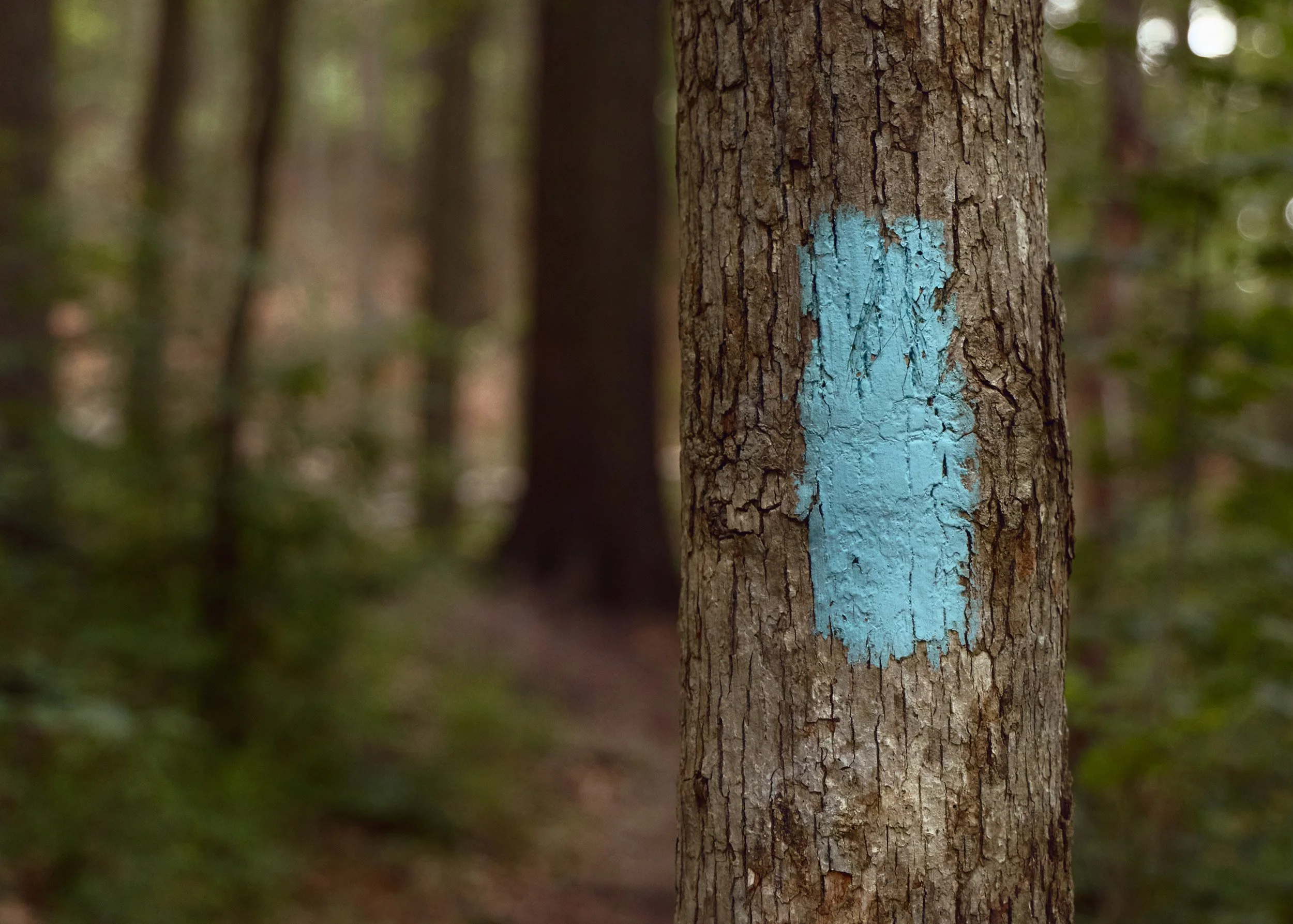The Buckeye Trail
