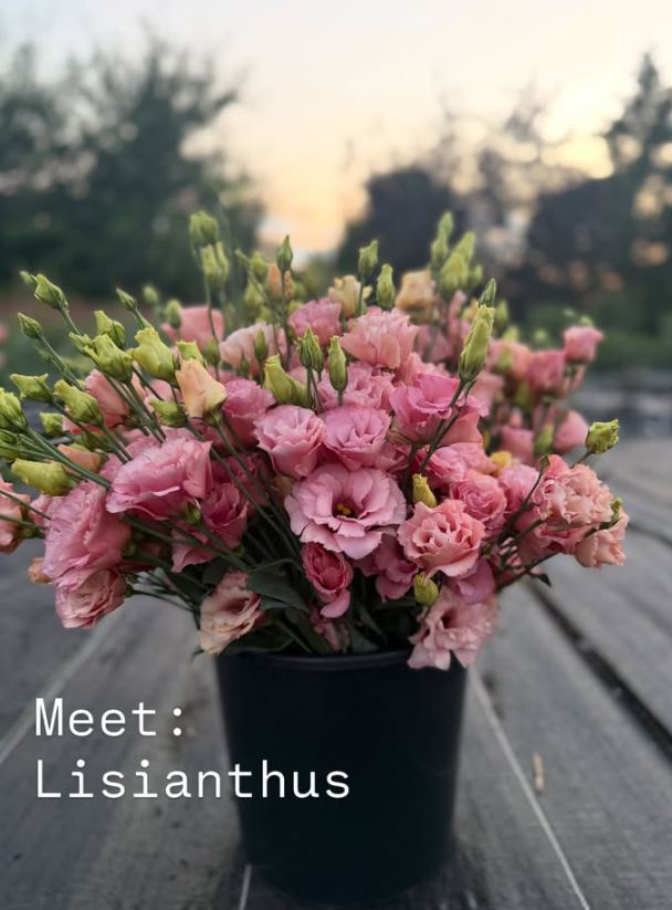 Meet the Flower Everyone Falls in Love With: Lisianthus