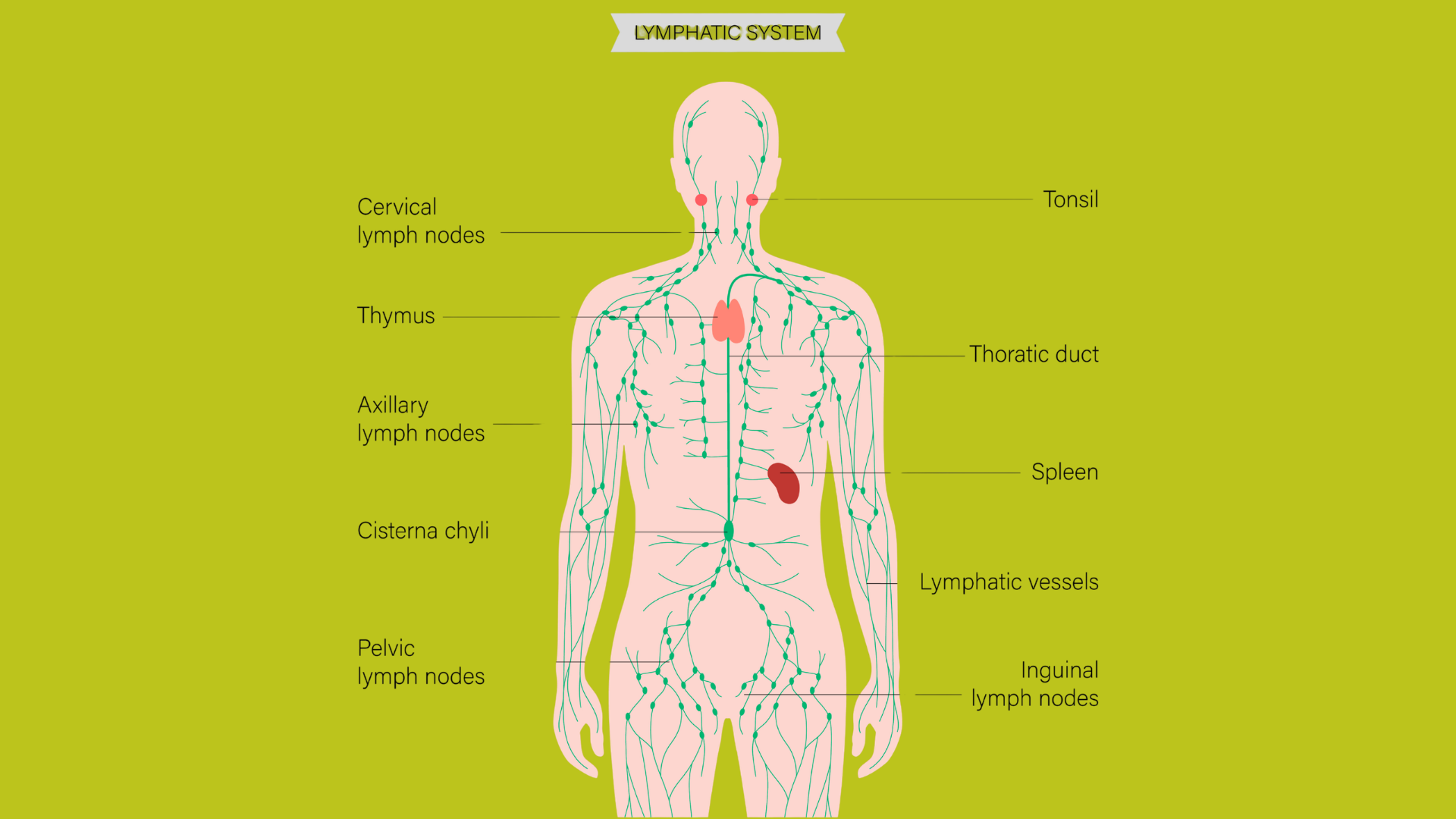 assisted lymphatic therapy in des moines