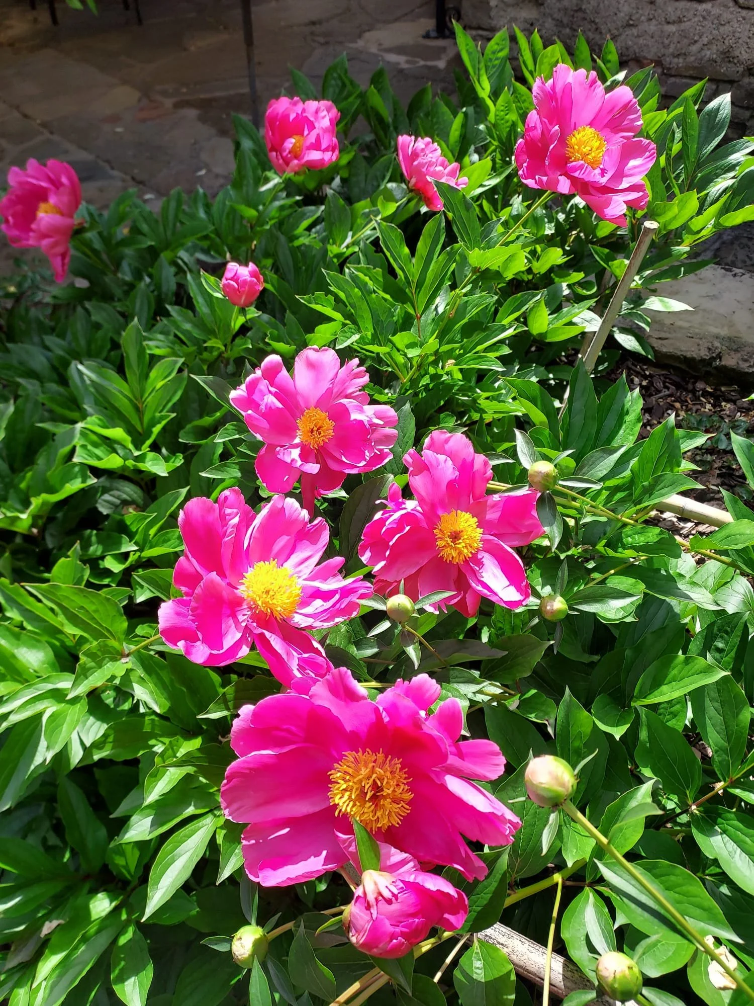 Pink peony flowers with yellow centers in a garden bed with green leaves and a stone pathway in the background.