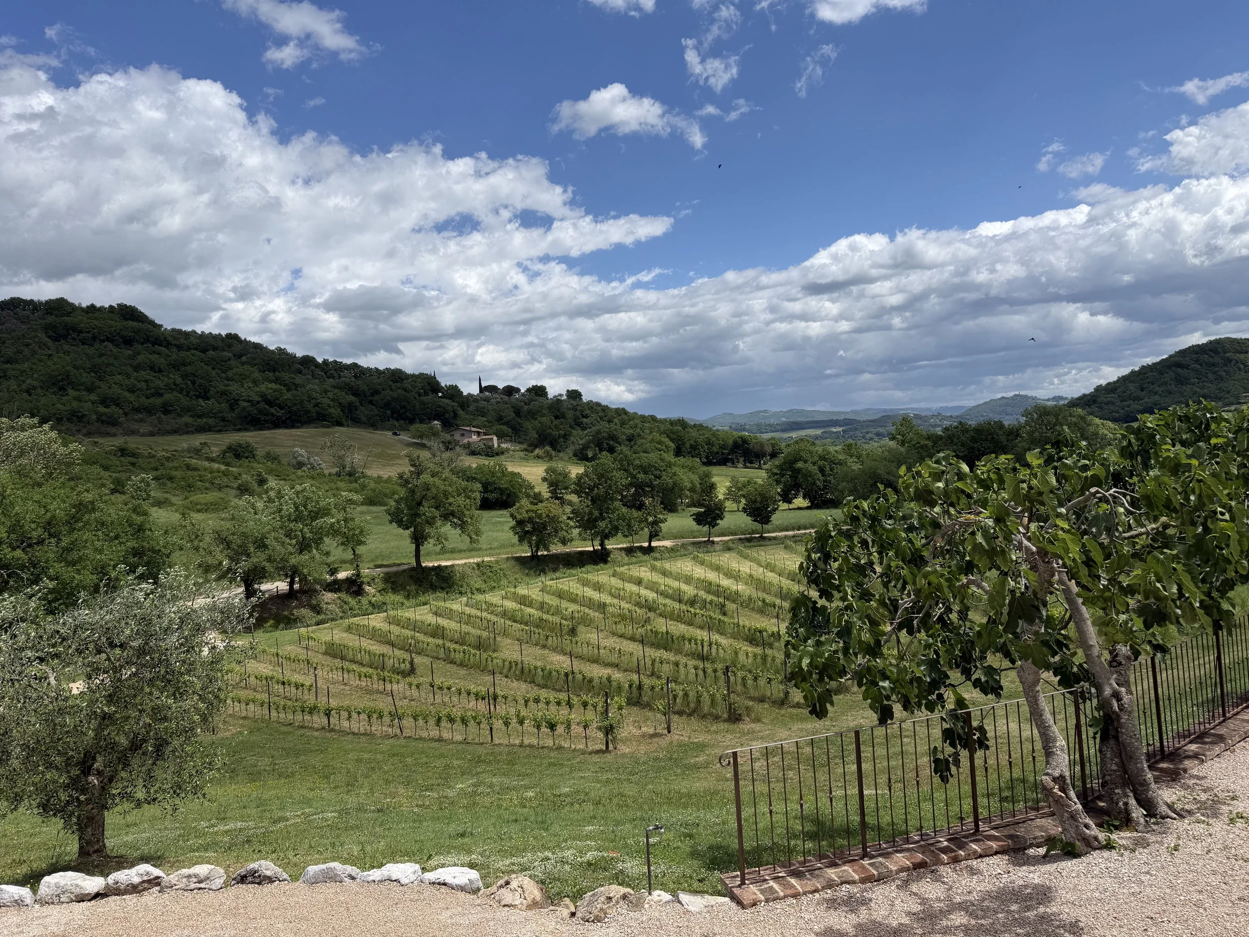 A scenic landscape featuring a vineyard with rows of grapevines, green hills with houses, and a partly cloudy blue sky.