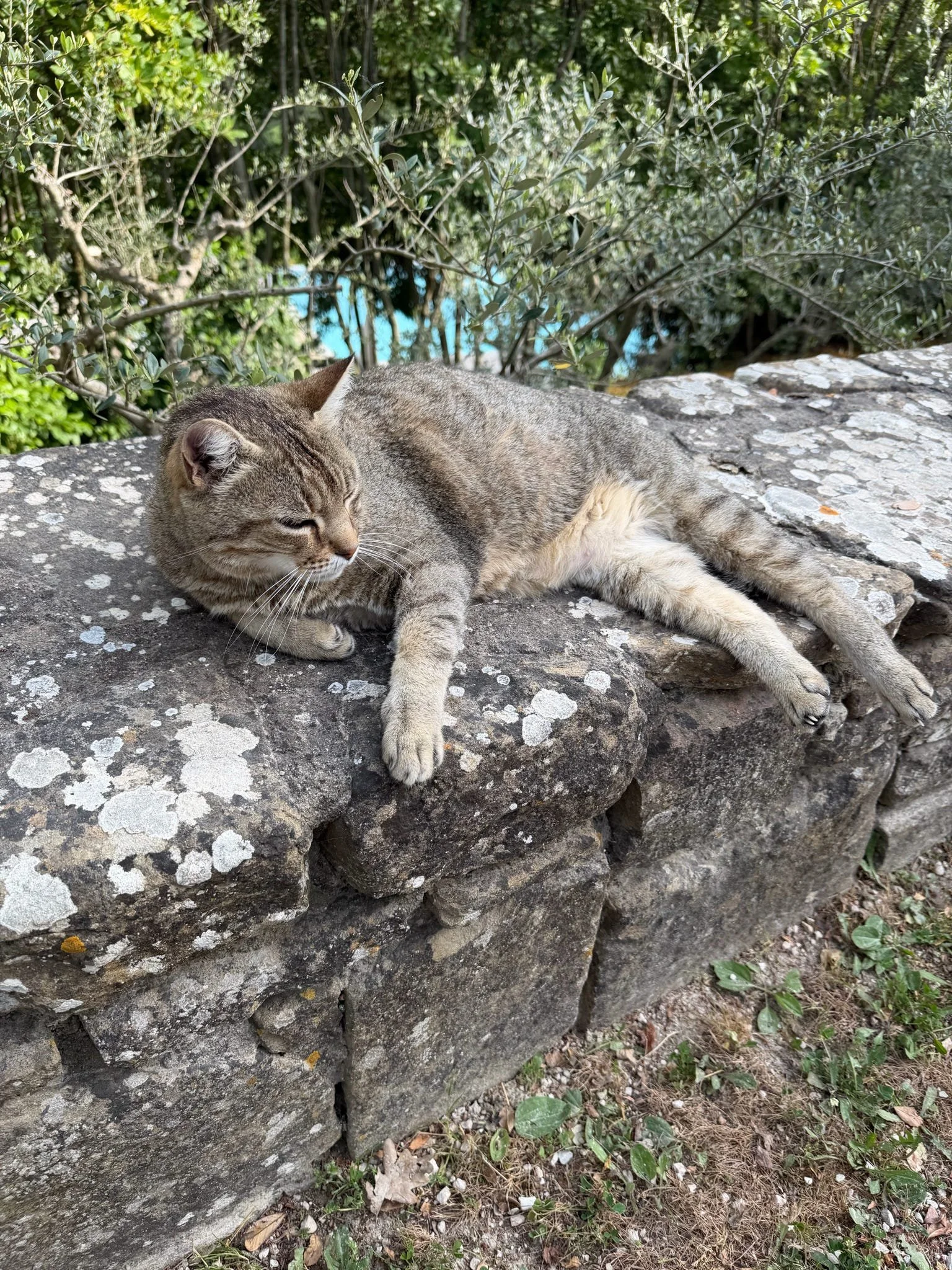 A gray tabby cat lying on a stone wall outdoors, surrounded by greenery and bushes.