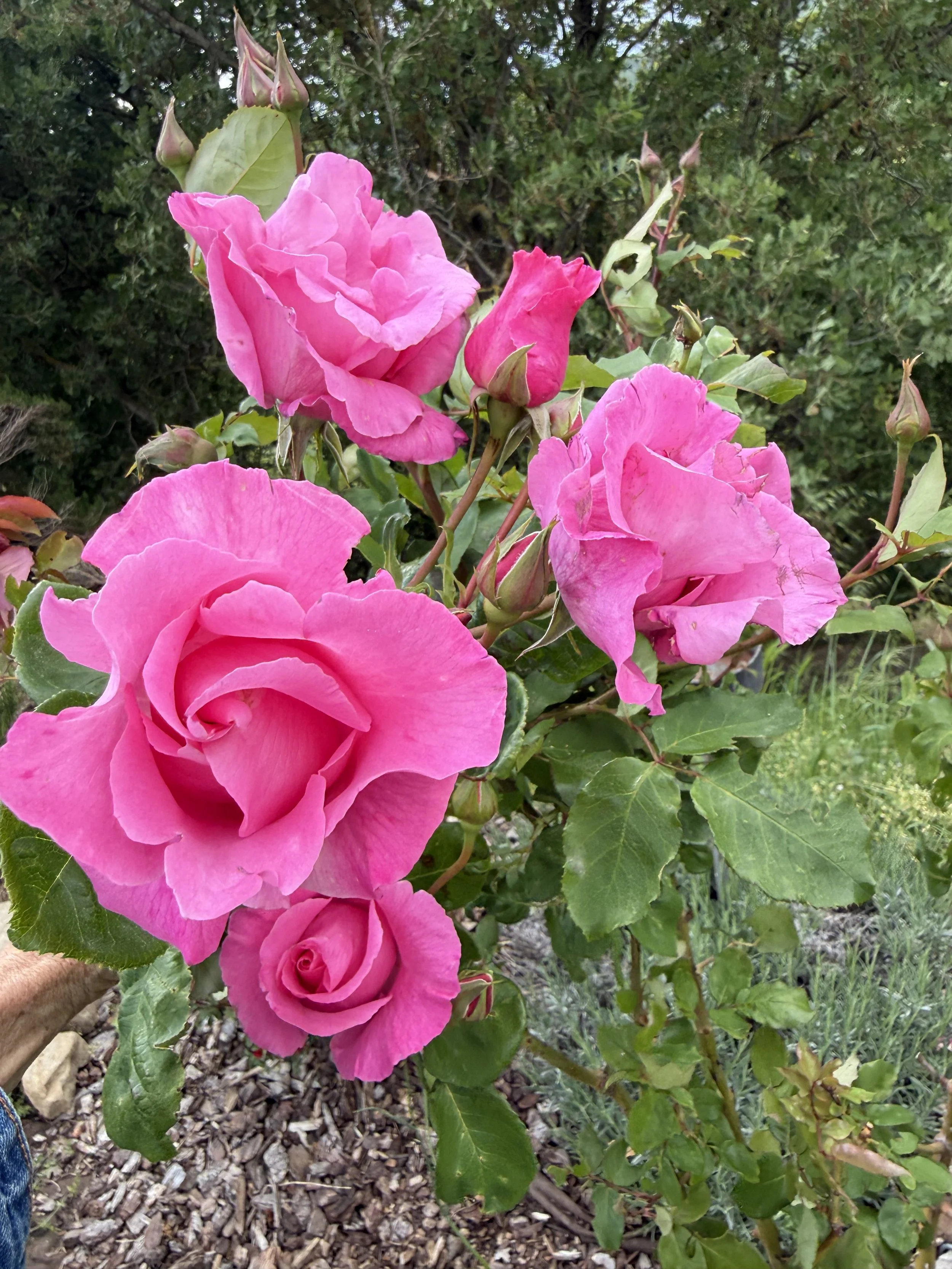 Pink roses and rosebuds on a bush with green leaves, outdoors.