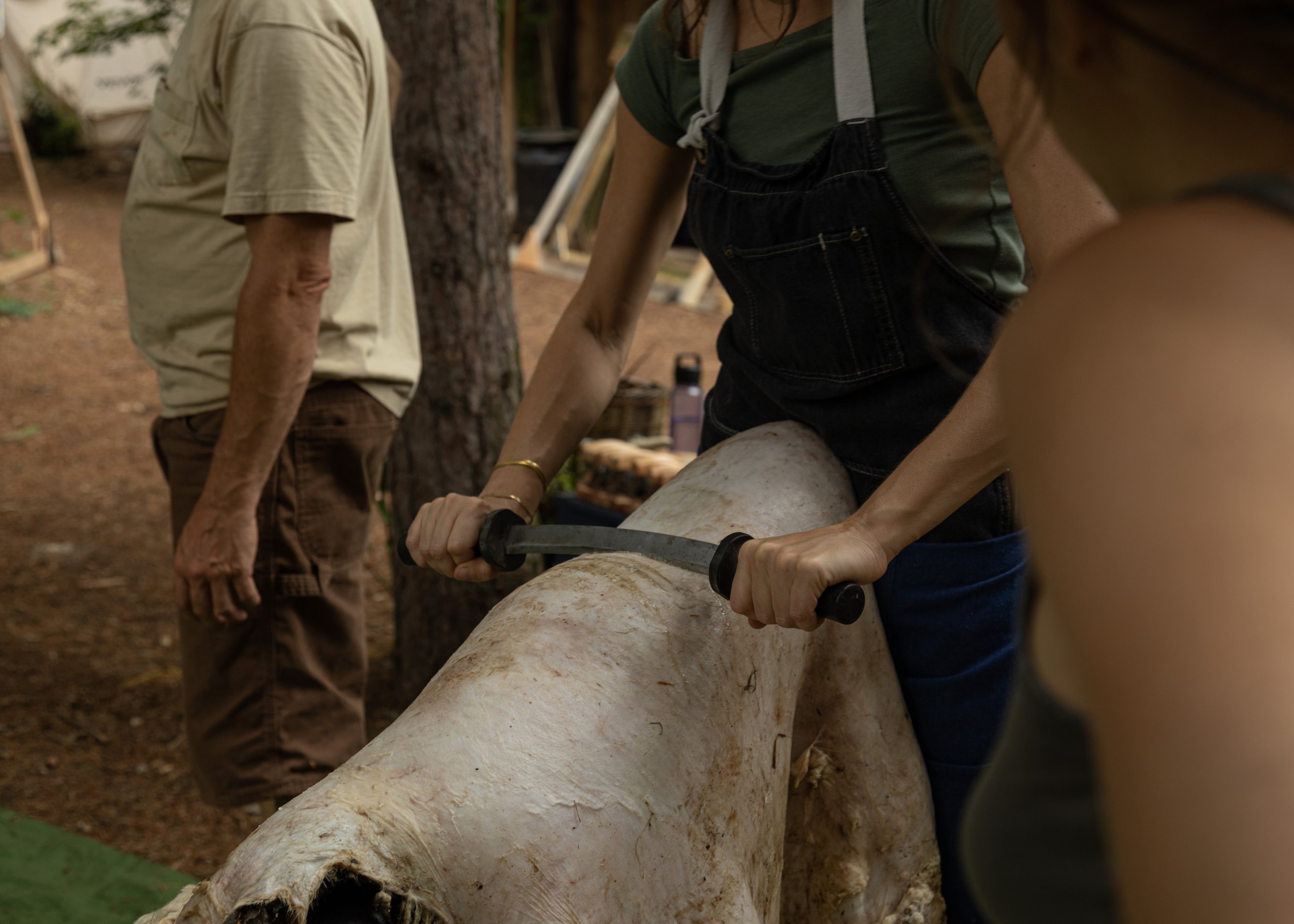 People working on a hide, scraping it with a tool outdoors.