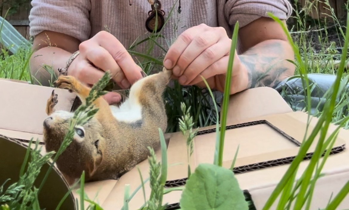 Person examining a small animal, possibly a squirrel, lying on its back on a cardboard piece in the grass.