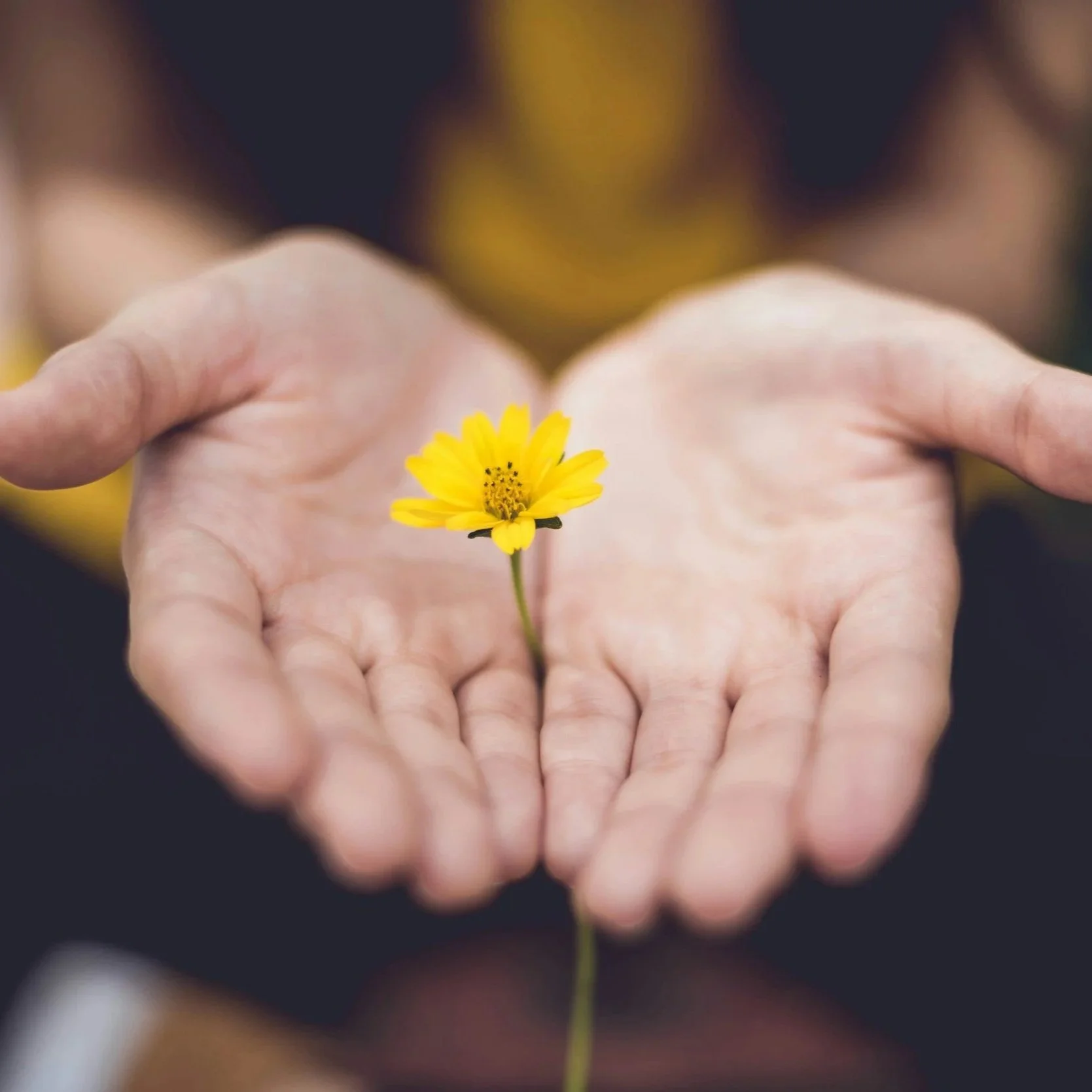 Two open hands holding a small yellow flower.