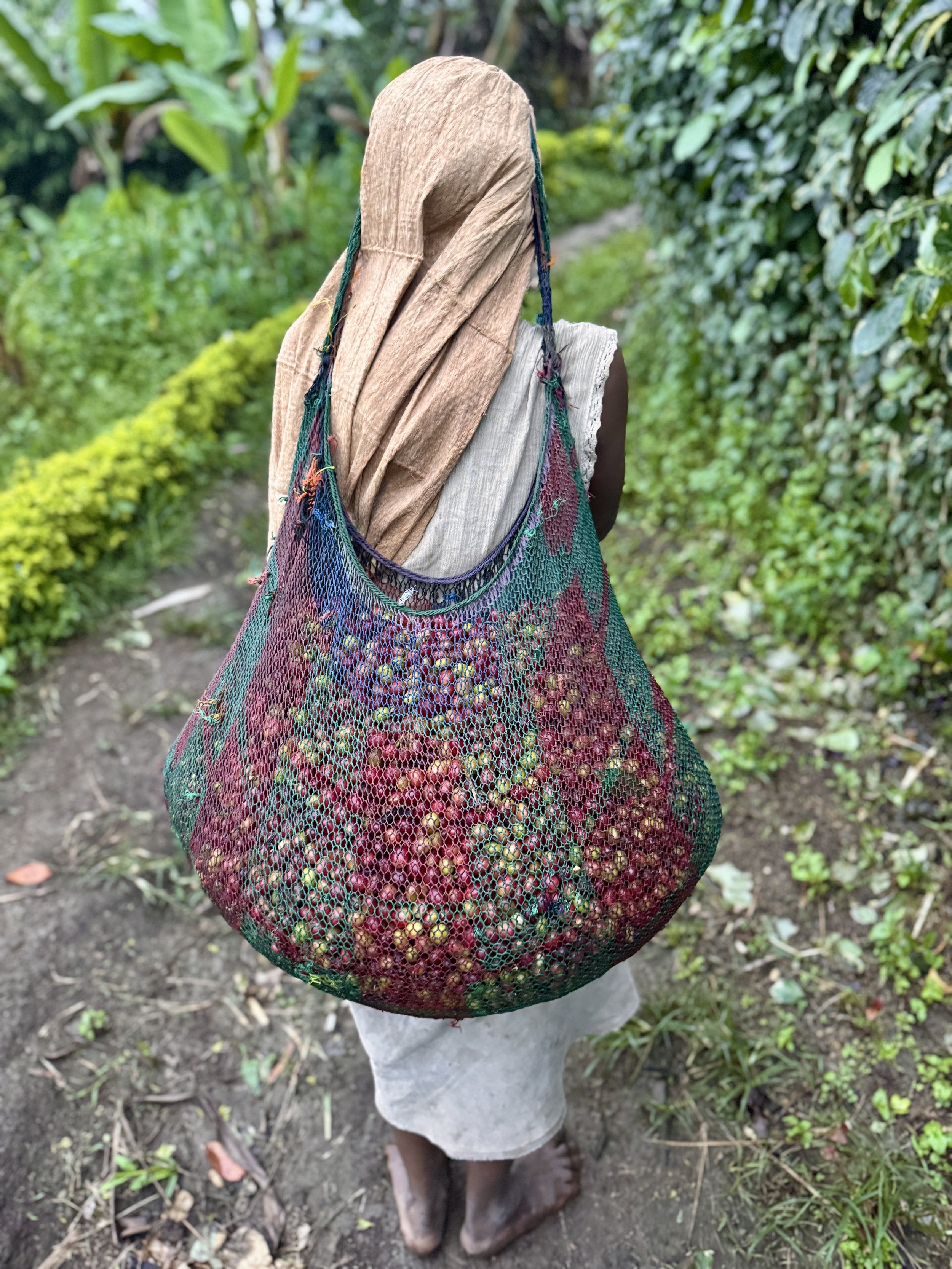 Village Life in Revolves Around the Coffee Harvest.JPEG