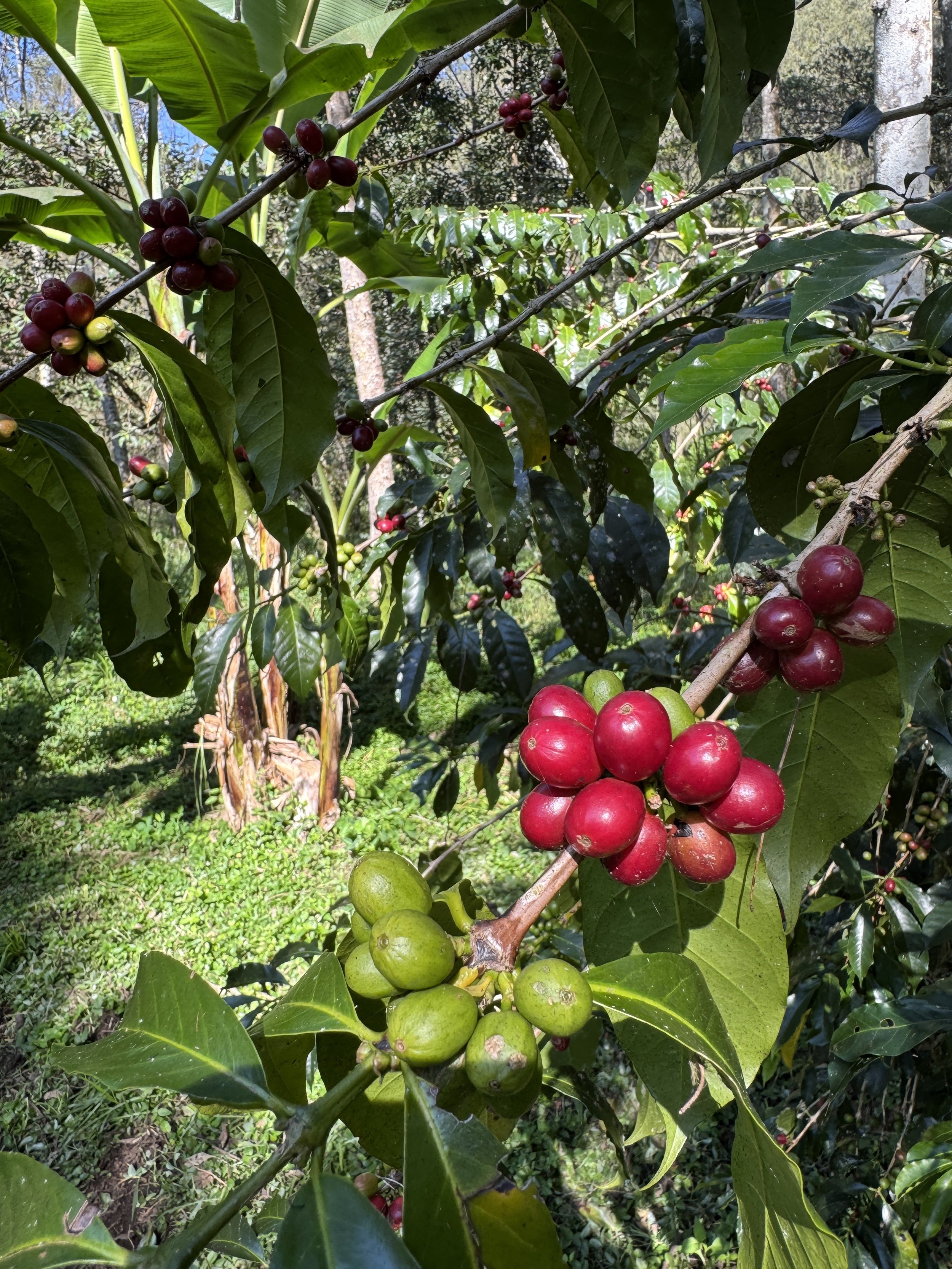 Ripe Papua New Guinea Typica.JPEG