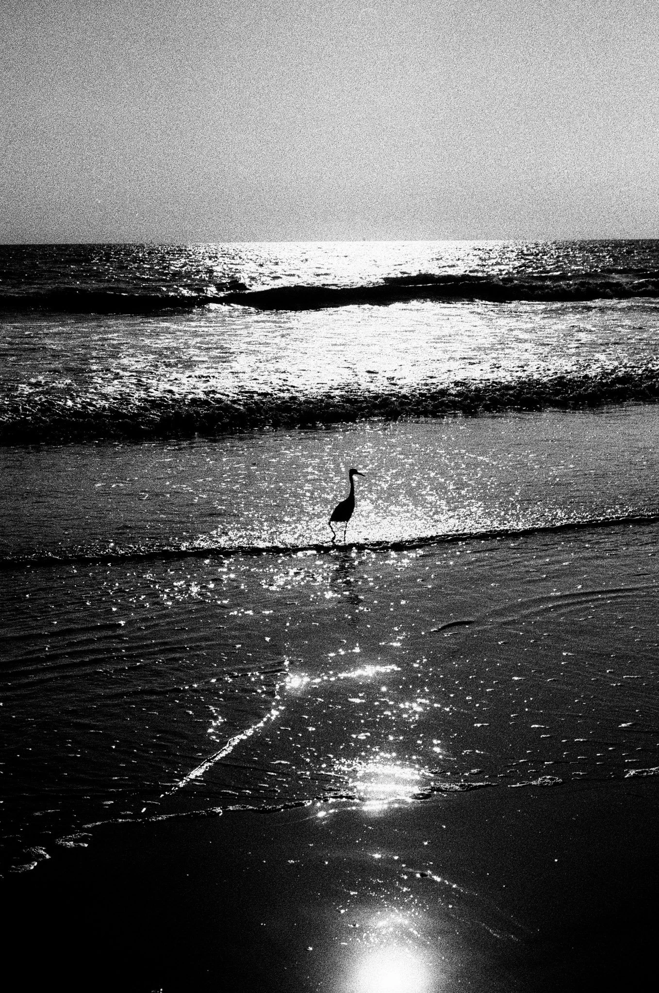 Silhouette of a bird standing at the edge of the water on a beach during sunset or sunrise, with the sun reflecting on the ocean and wet sand in black and white.