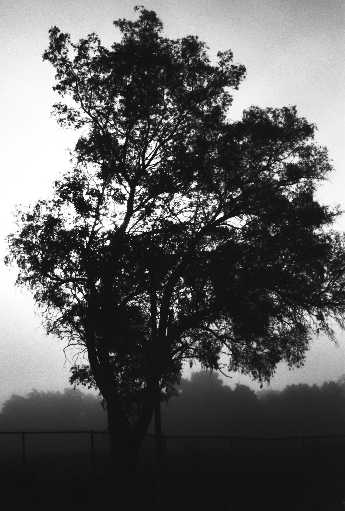 Black and white photograph of a large tree with expansive branches and leaves, set against a misty background with a fence in the foreground.