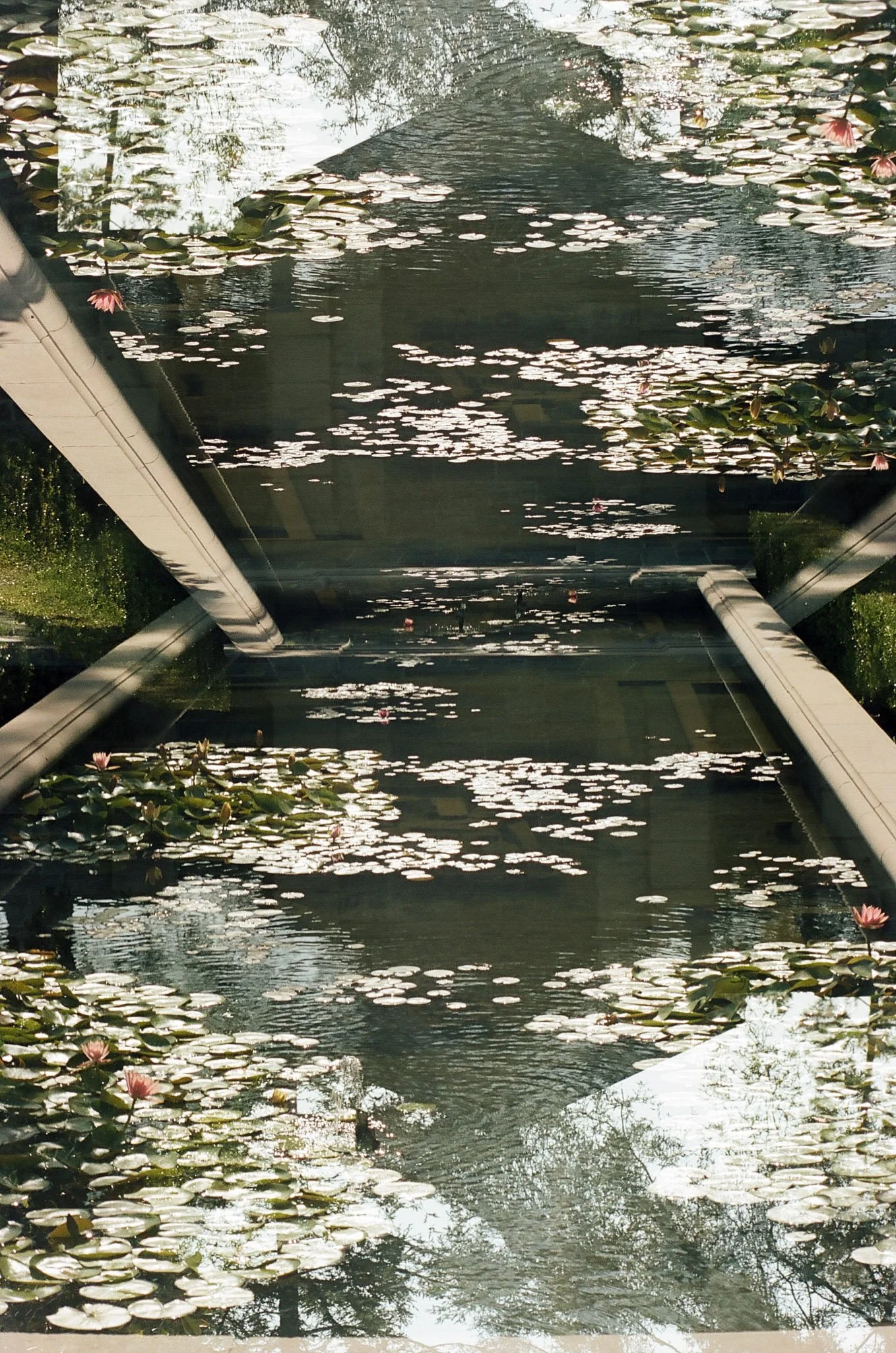 Reflection of water lilies and trees on a glass surface of a pond, viewed through a mirror or transparent surface.